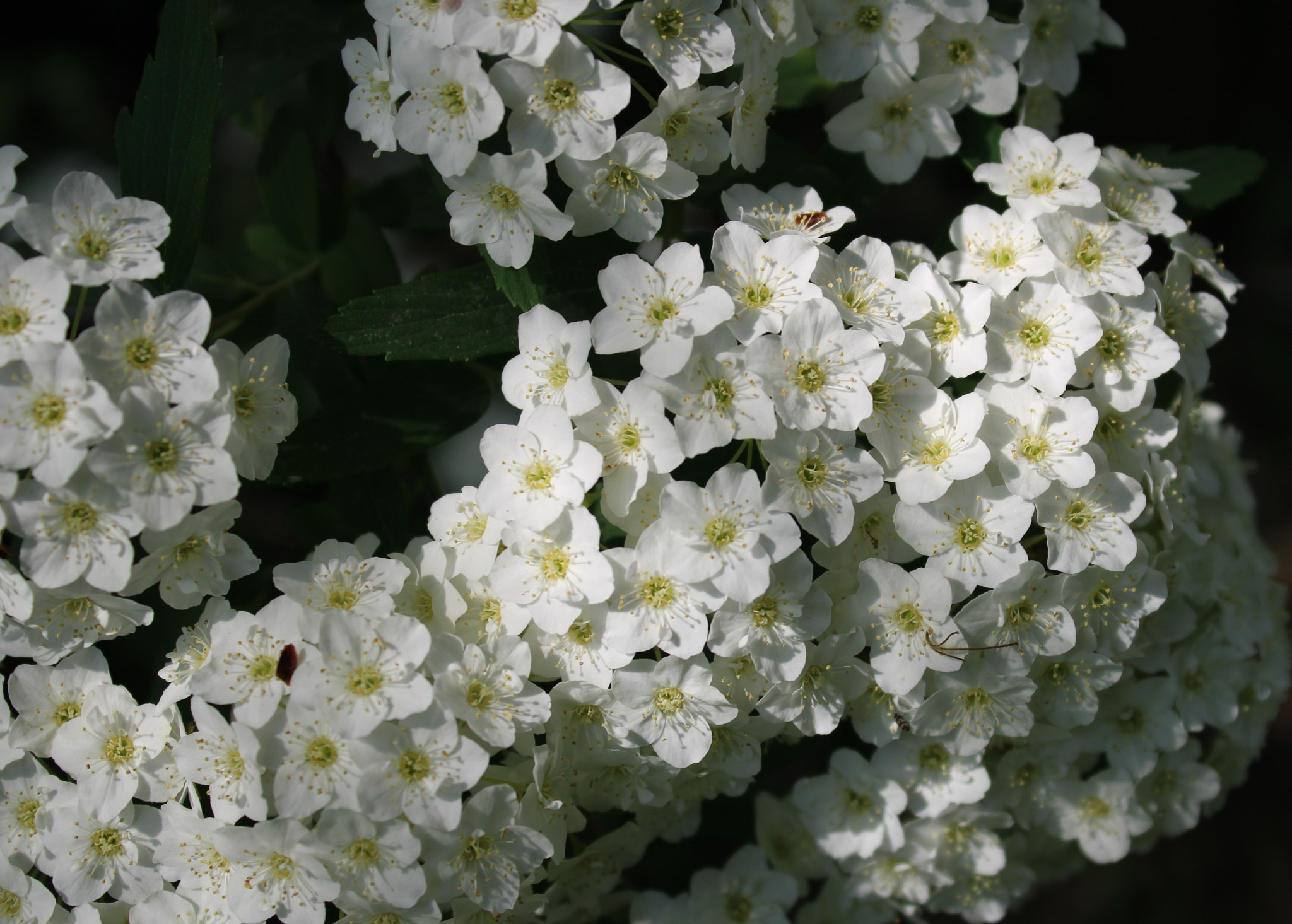 Canon EOS 2000D (EOS Rebel T7 / EOS Kiss X90 / EOS 1500D) sample photo. Img photography