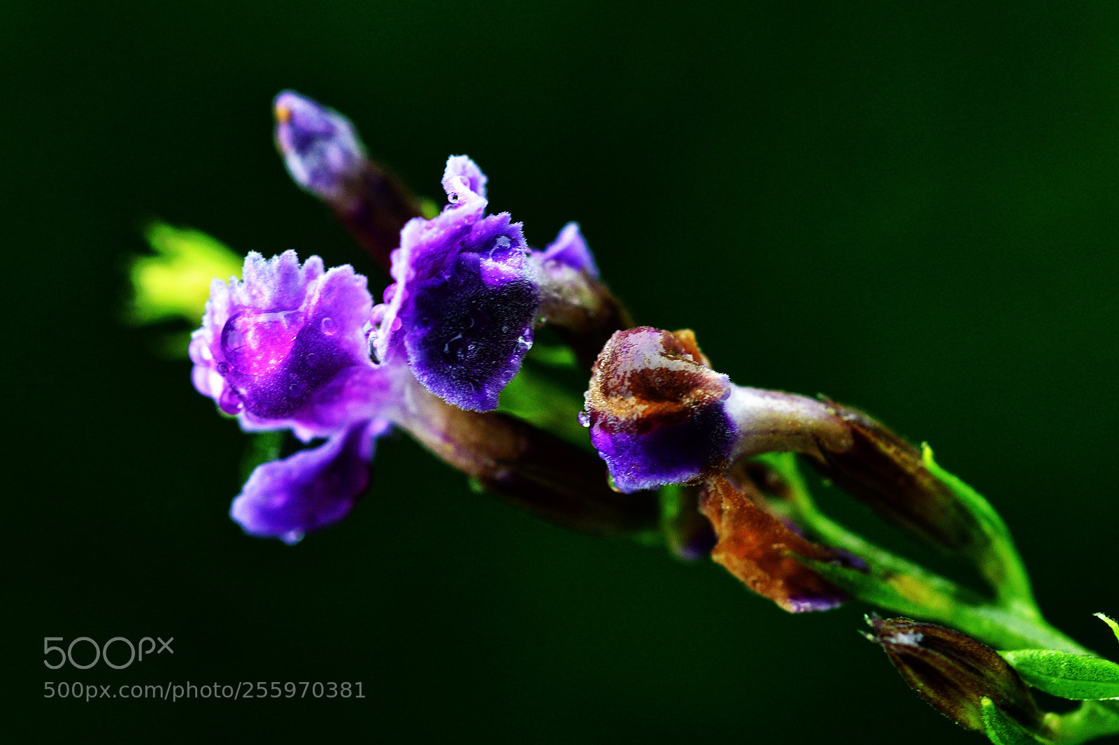Nikon D500 sample photo. Jeu de couleurs photography