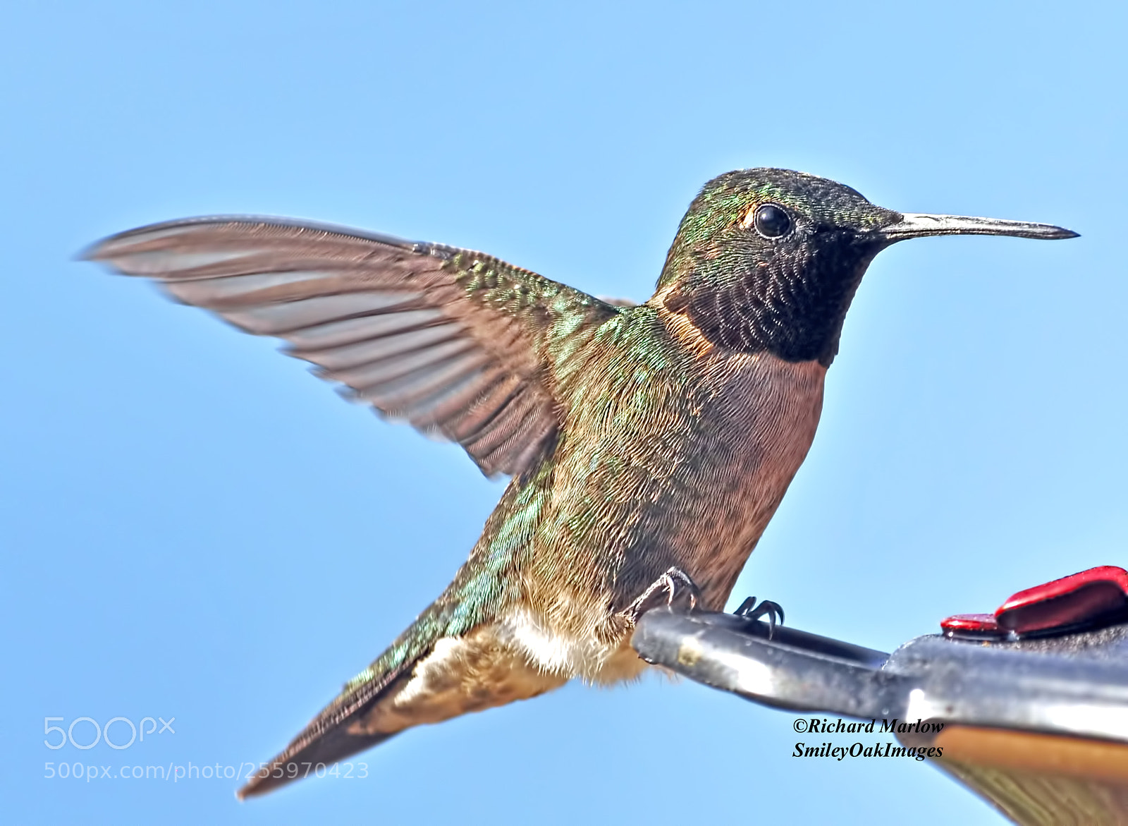 Nikon D5000 sample photo. Hummingbird photography