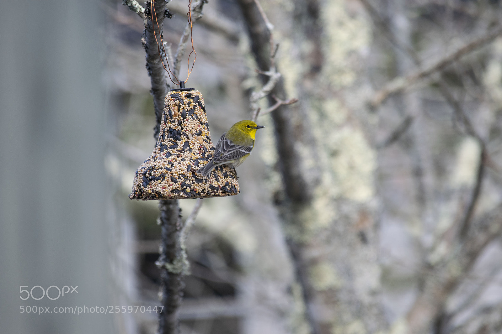 Nikon D3300 sample photo. Pine warbler photography