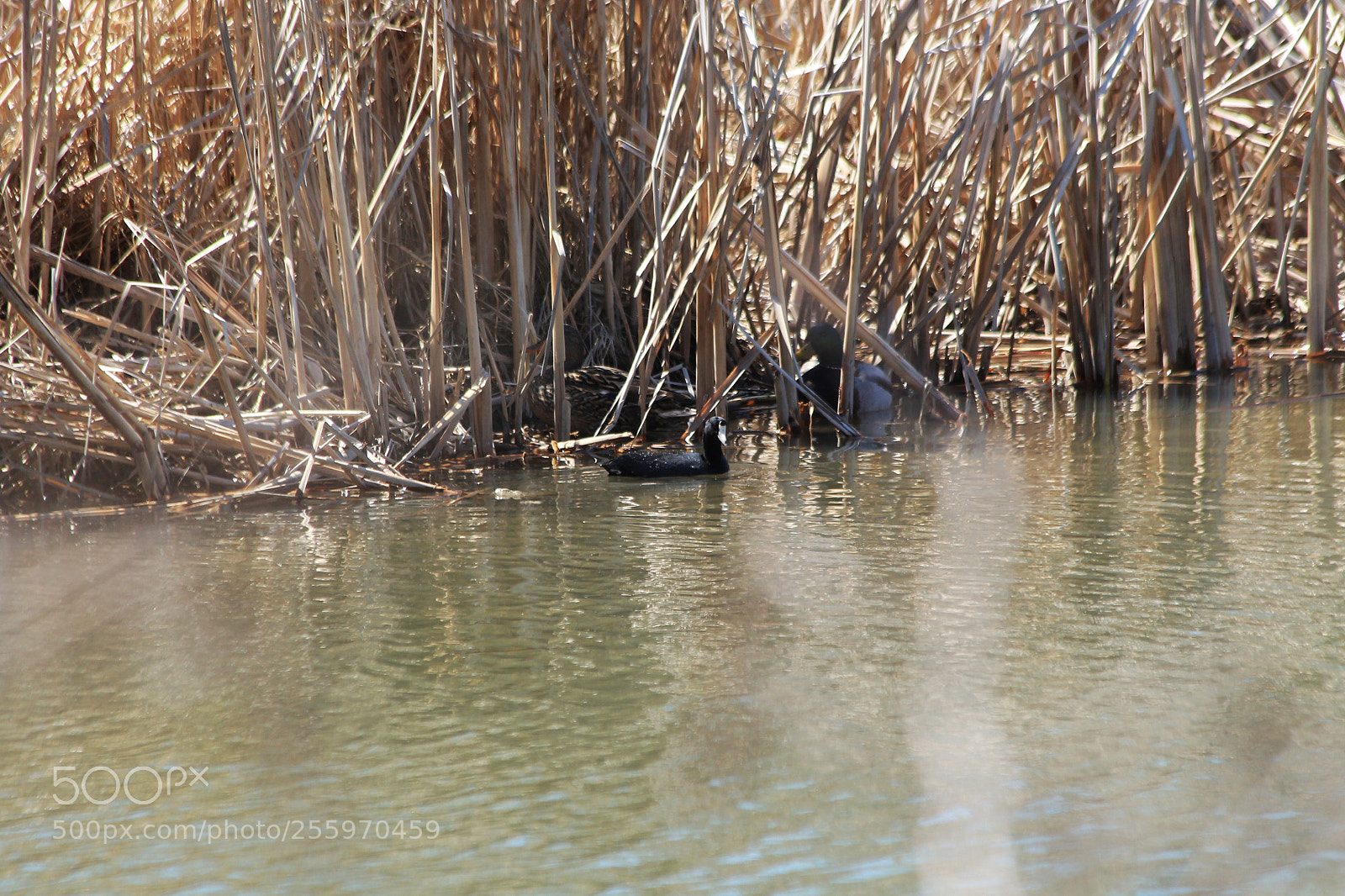 Canon EOS 1100D (EOS Rebel T3 / EOS Kiss X50) sample photo. American coot photography