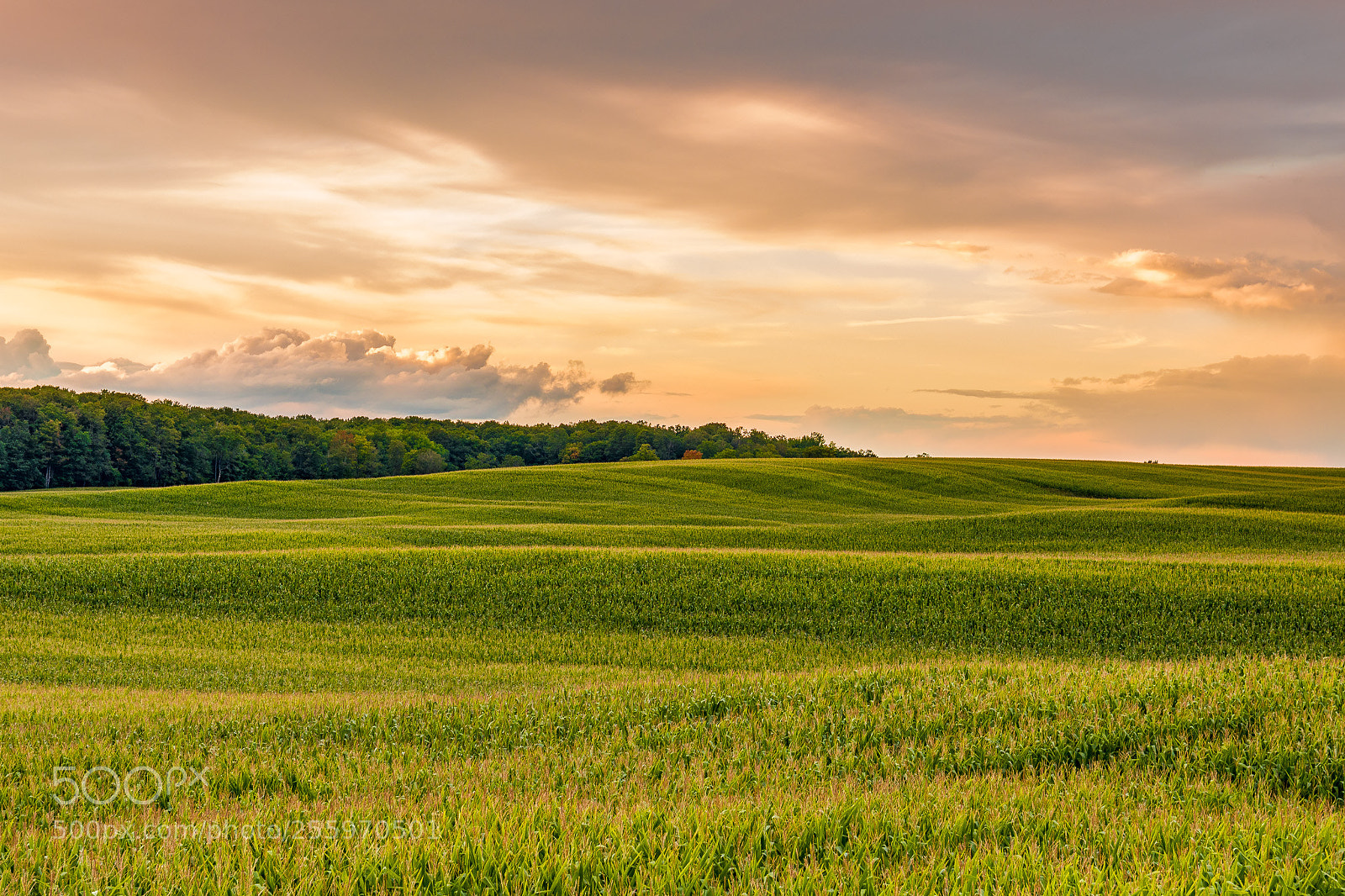 Nikon D7200 sample photo. Rolling corn field at photography