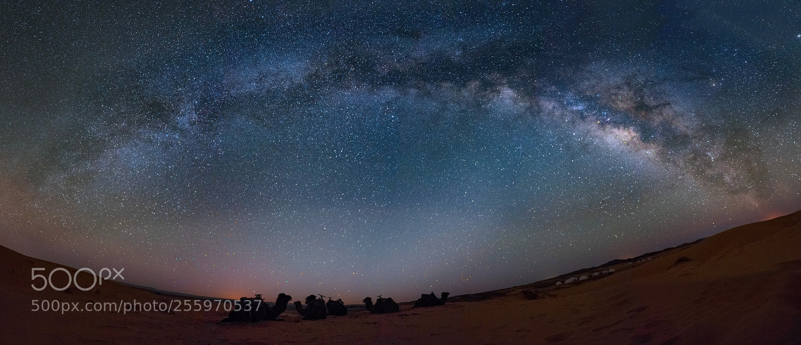 Nikon D810 sample photo. Starry sky, camel and photography
