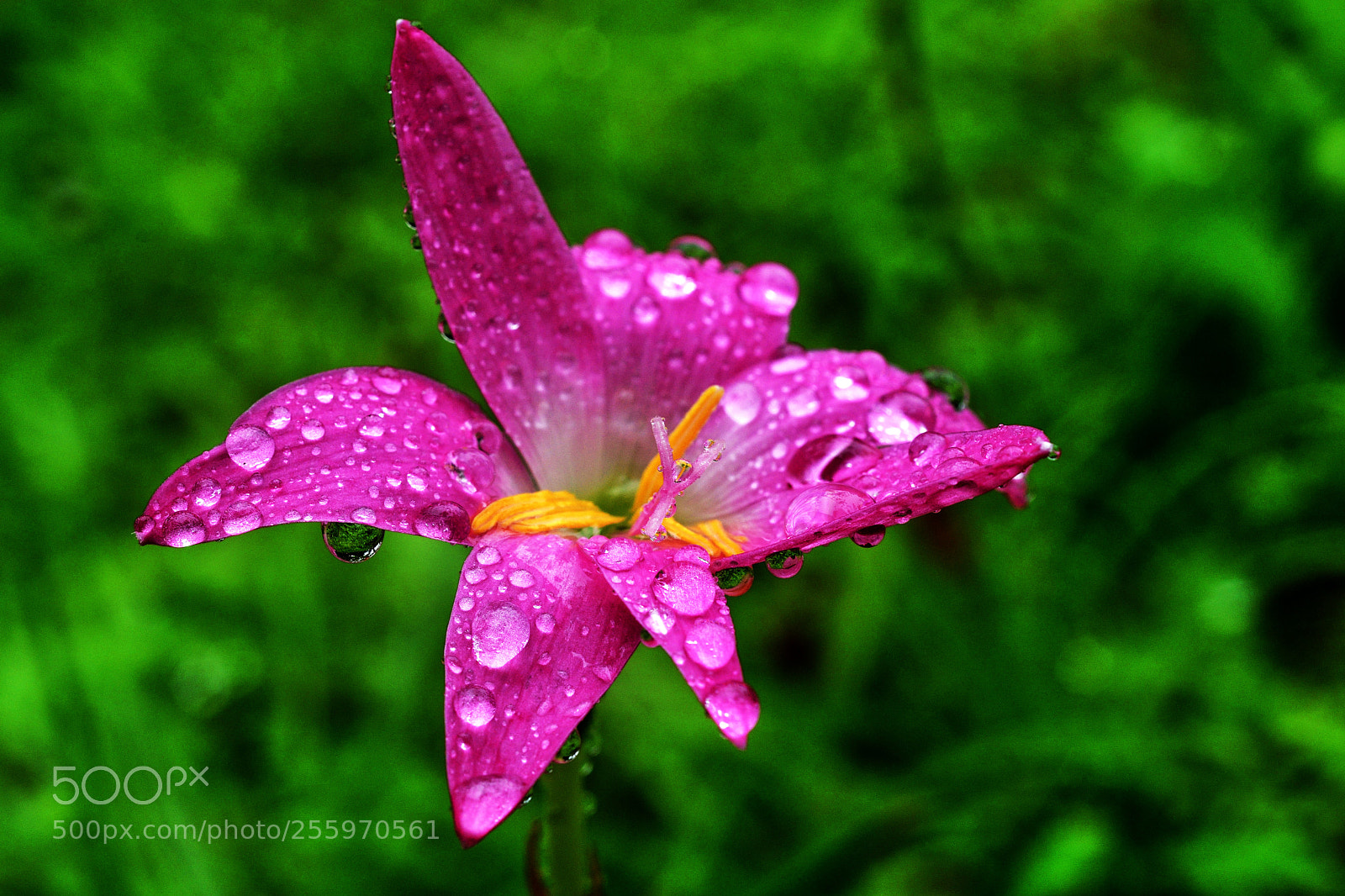 Nikon D500 sample photo. Après la pluie_1 photography