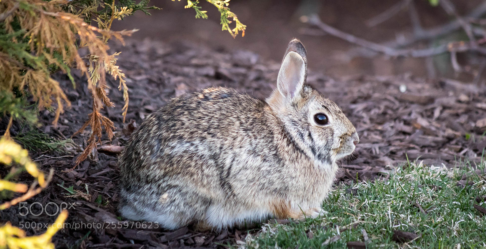 Canon EOS M10 sample photo. Rabbit! photography