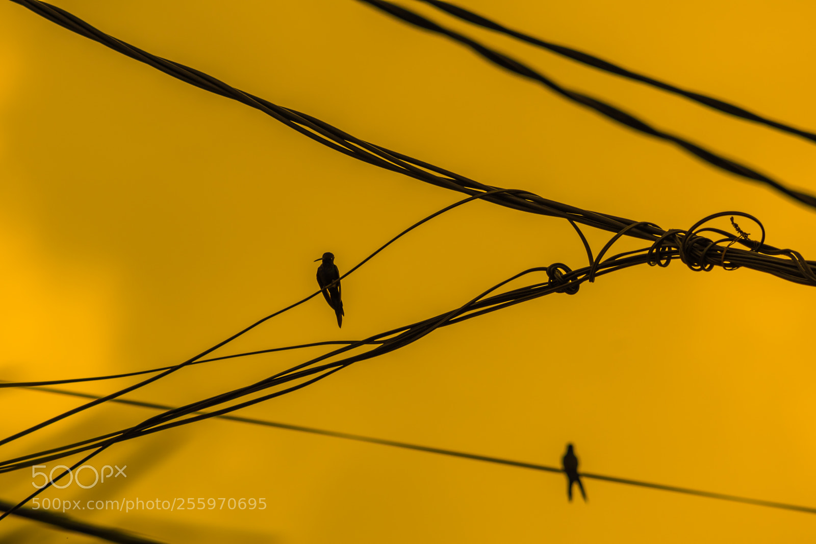 Nikon D5500 sample photo. Bird on wire photography