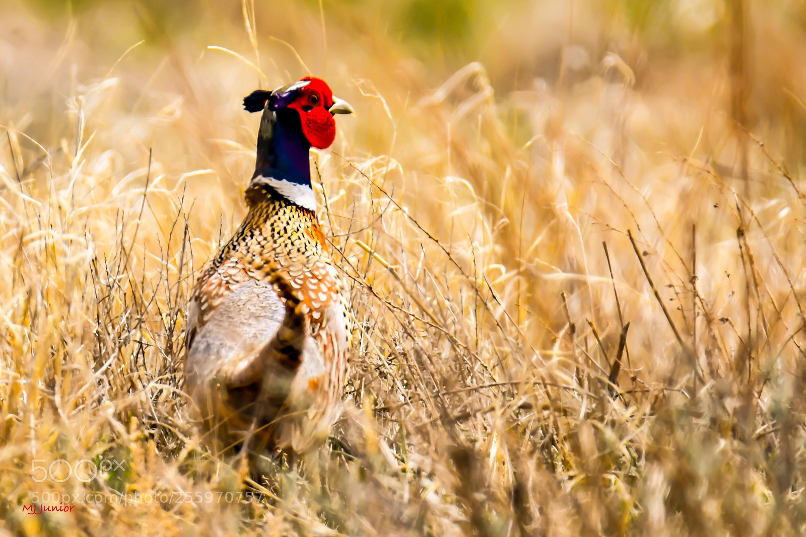 Nikon D7500 sample photo. Ring neck pheasant... photography