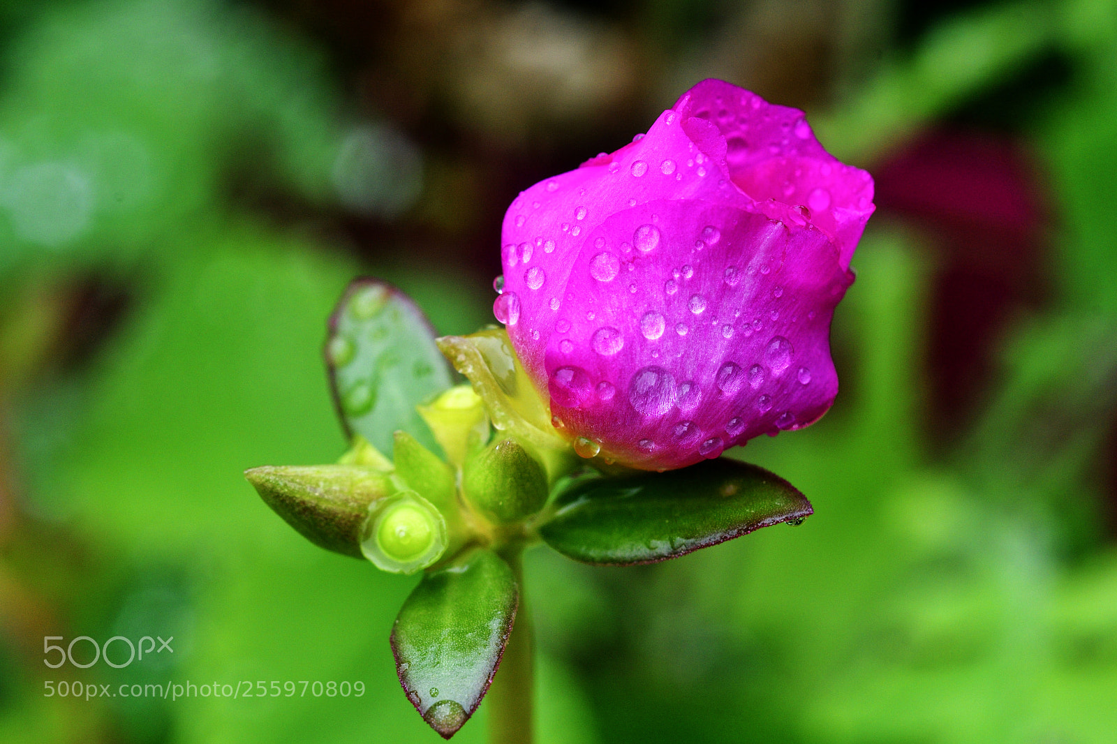 Nikon D500 sample photo. Après la pluie_2 photography