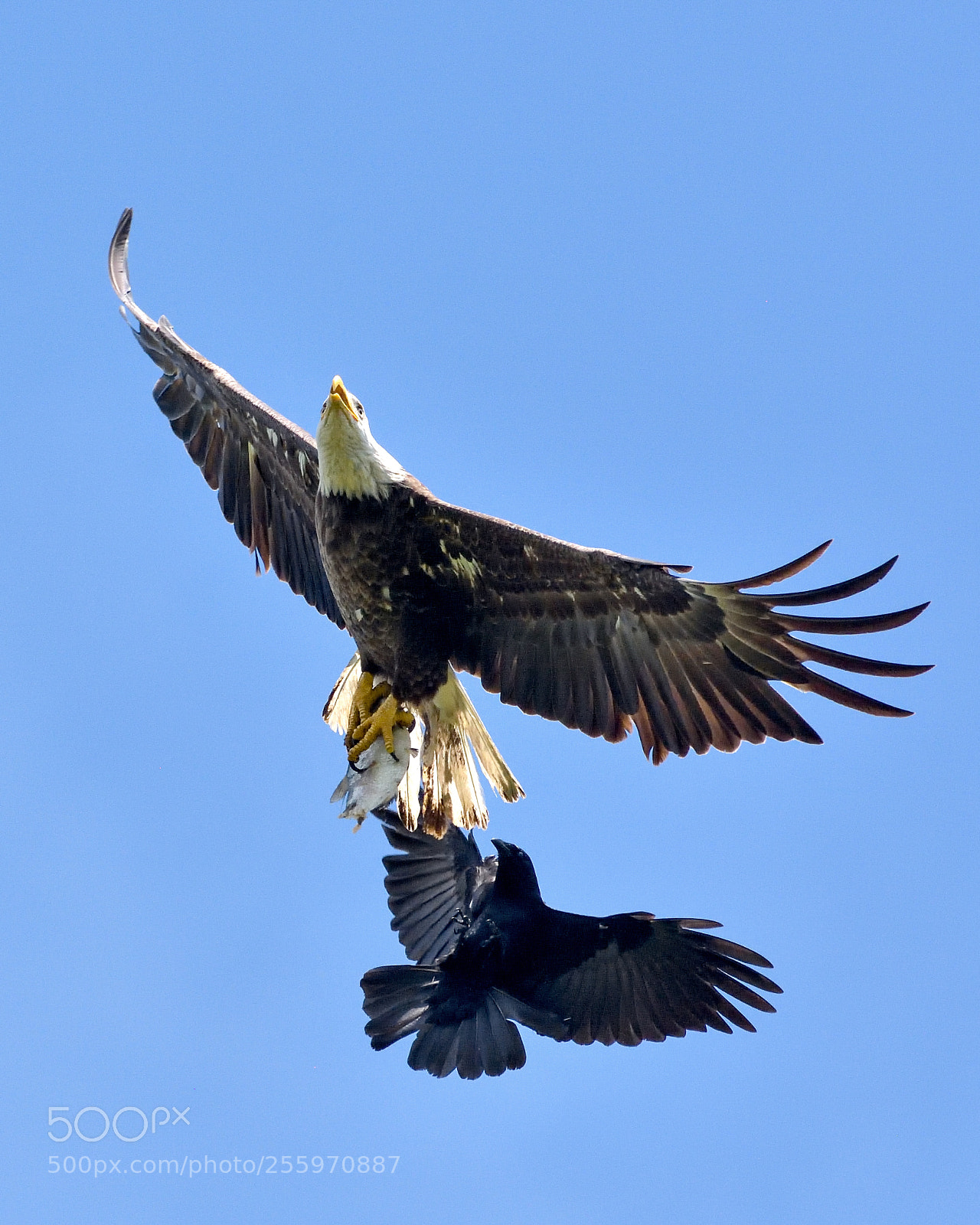 Nikon D7200 sample photo. Bald eagle vs crow photography