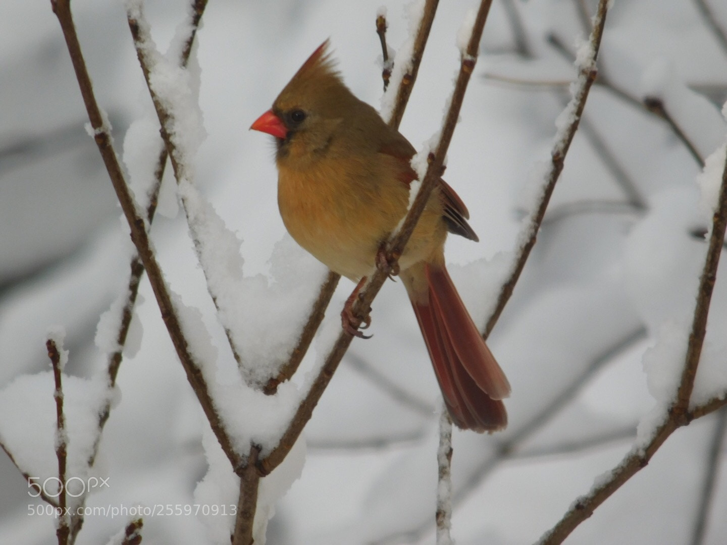 Nikon Coolpix L840 sample photo. Female cardinal  photography