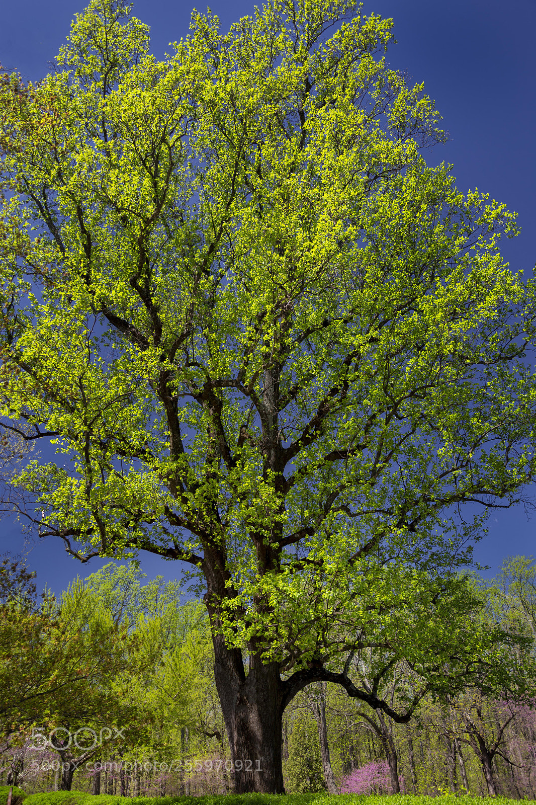 Canon EOS 6D sample photo. Springtime at thomas jefferson's photography