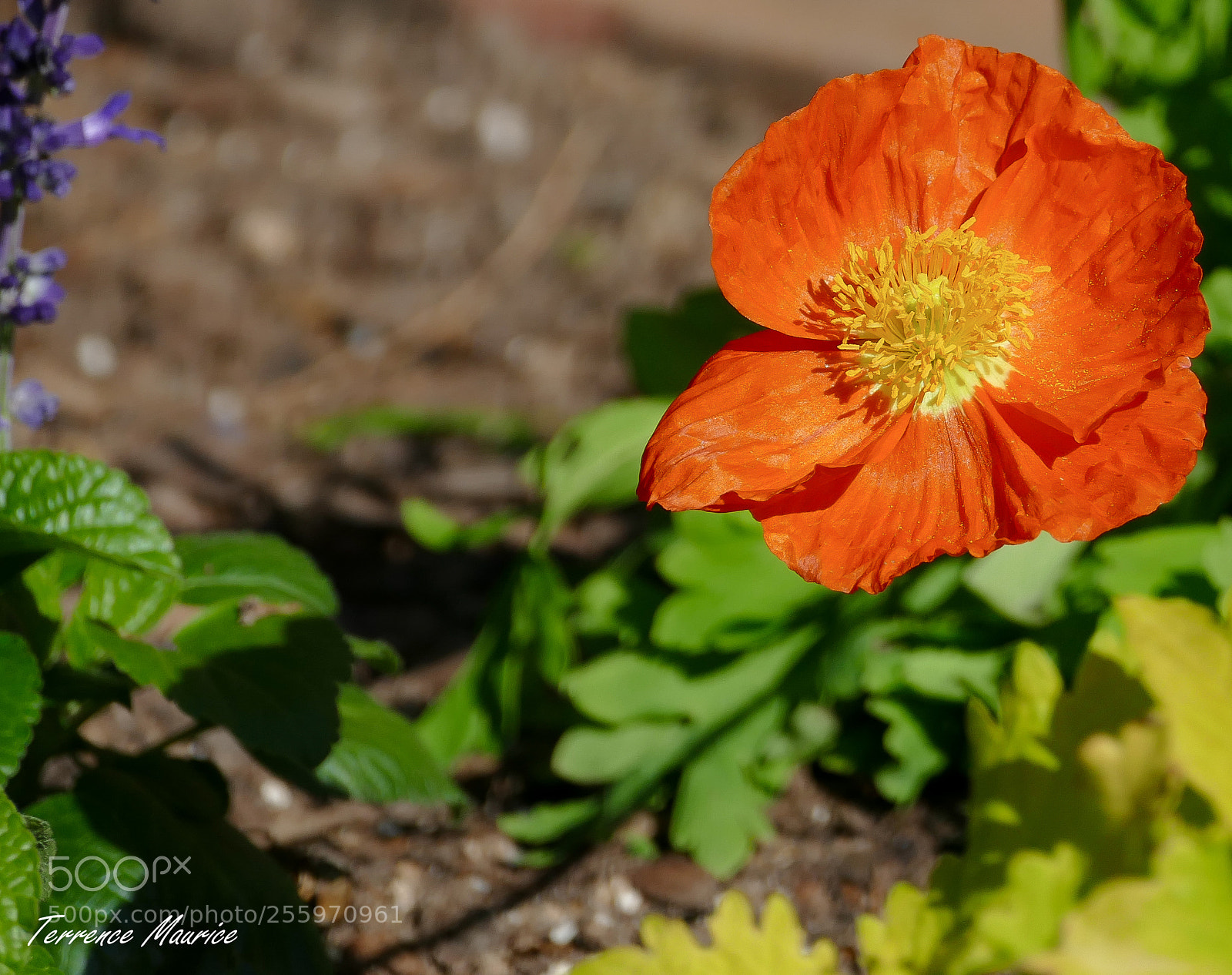 Panasonic Lumix DMC-FZ1000 sample photo. Atlanta botanical garden photography