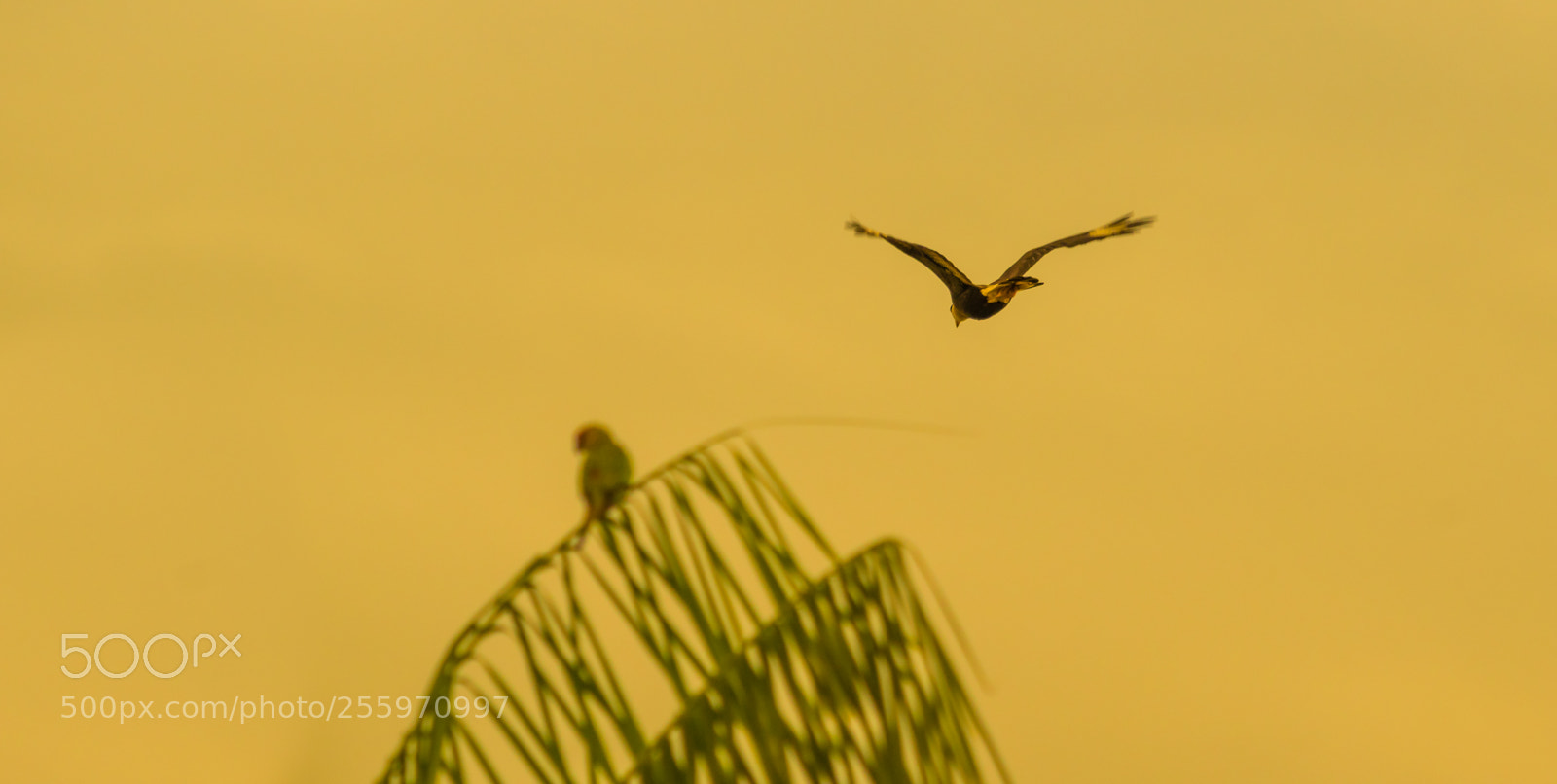 Nikon D5500 sample photo. Southern crested caracara photography