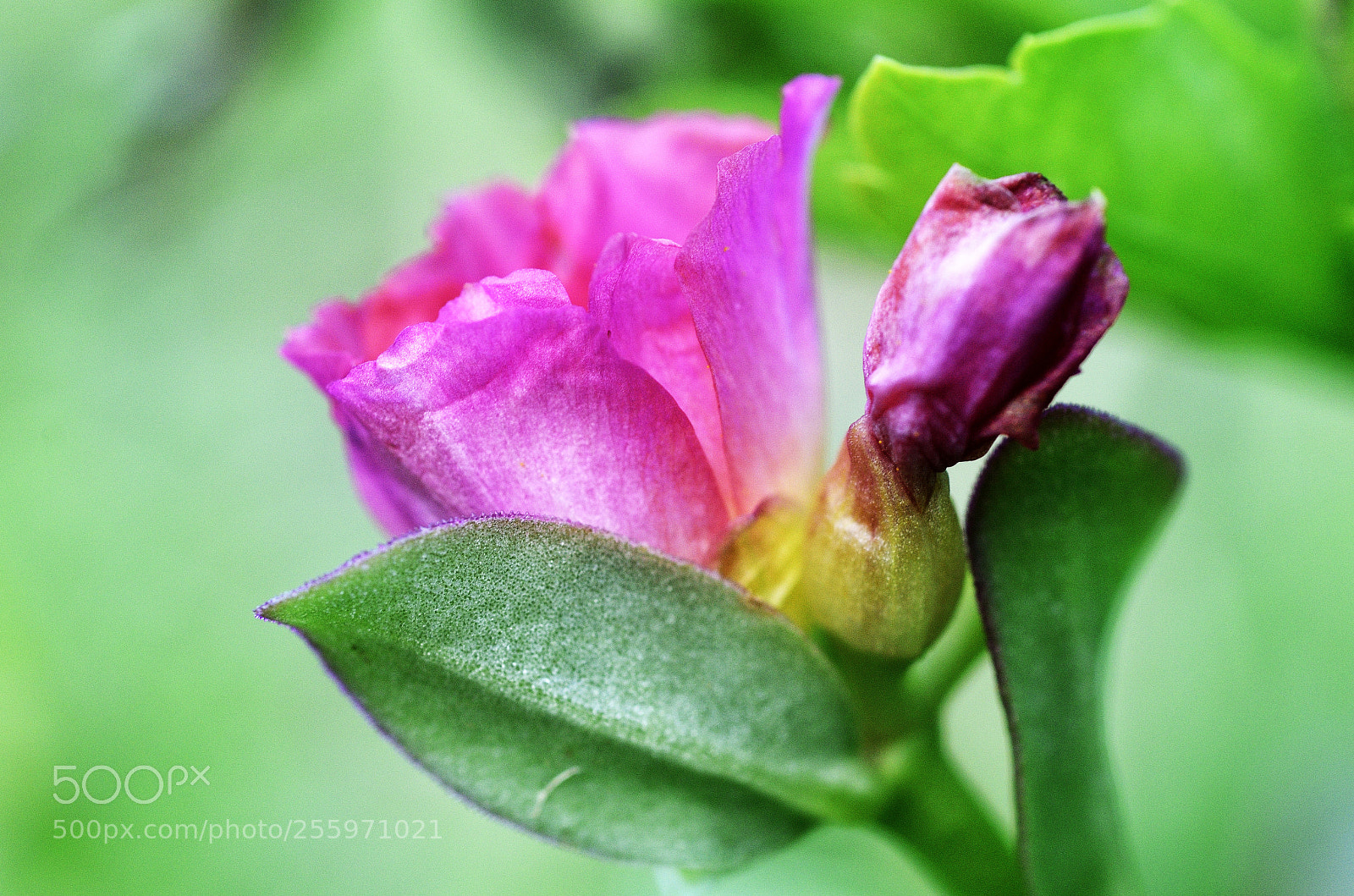 Nikon D7000 sample photo. Jeu de couleurs_1 photography