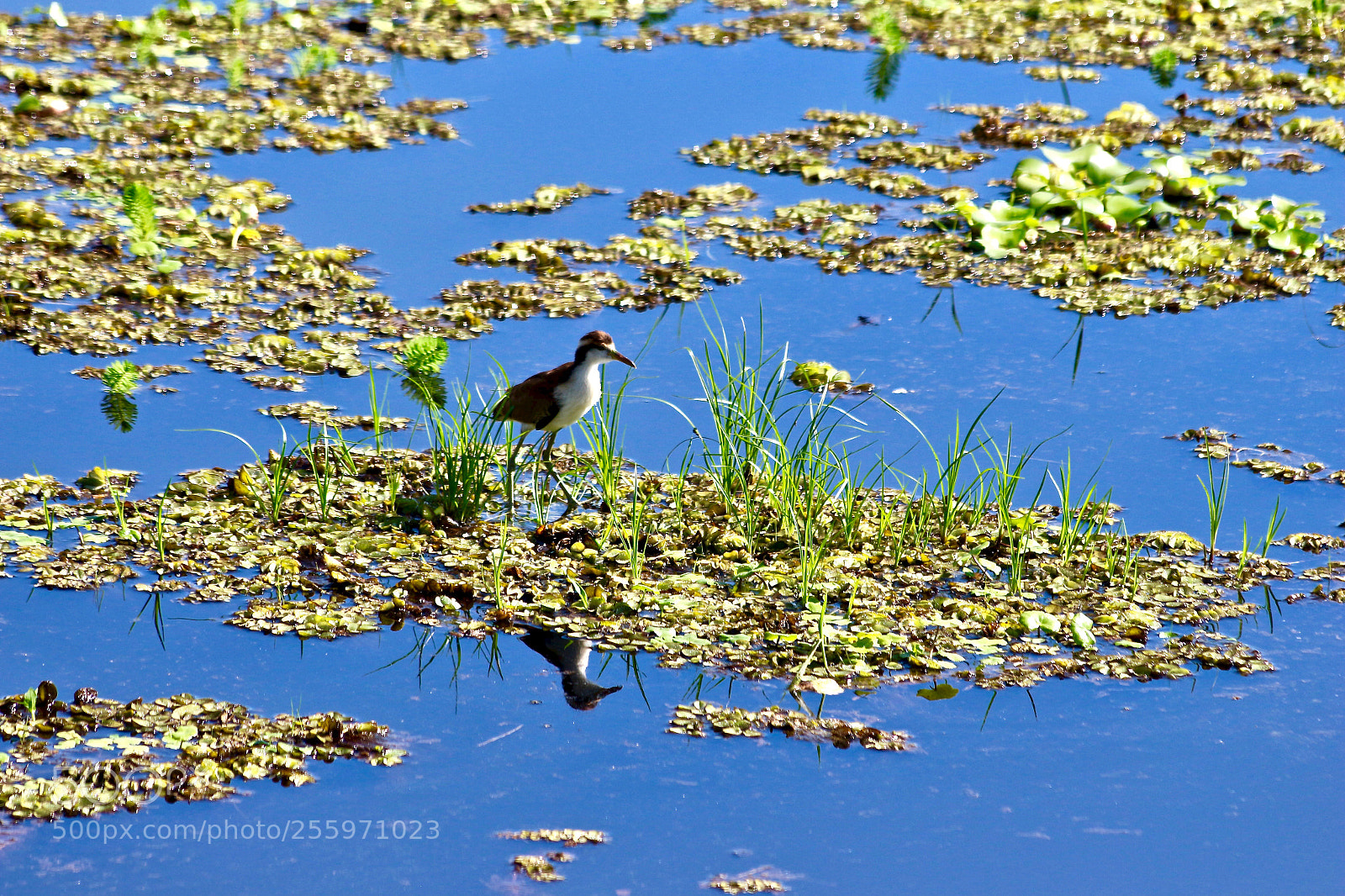 Canon EOS 700D (EOS Rebel T5i / EOS Kiss X7i) sample photo. Living on water... photography