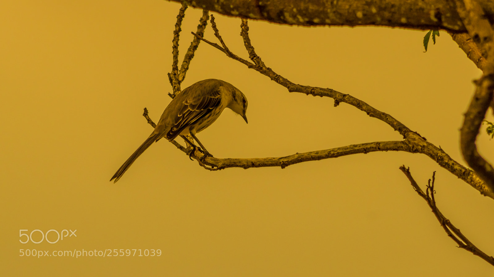 Nikon D5500 sample photo. Rufous fieldwren photography