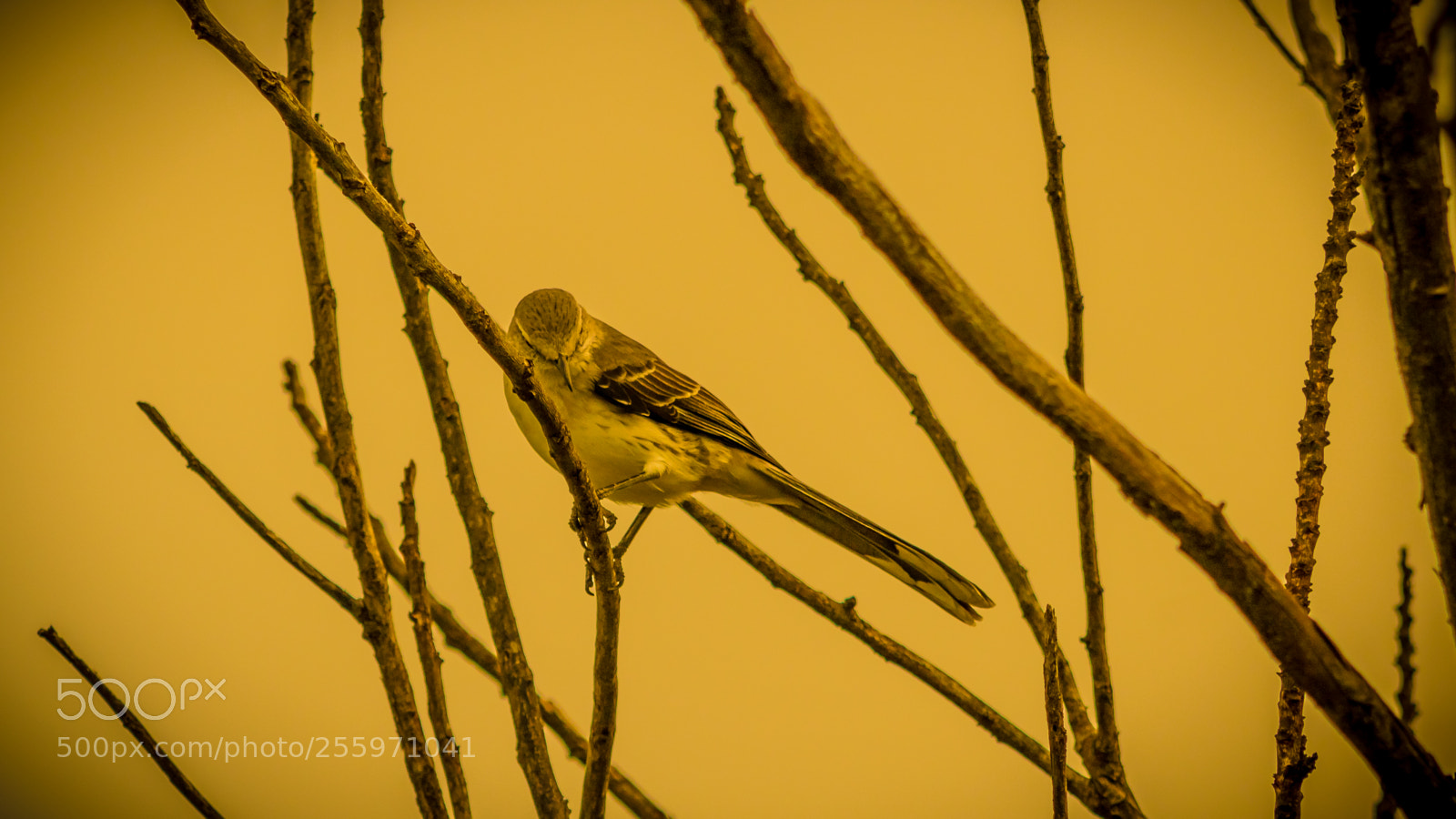 Nikon D5500 sample photo. Rufous fieldwren photography
