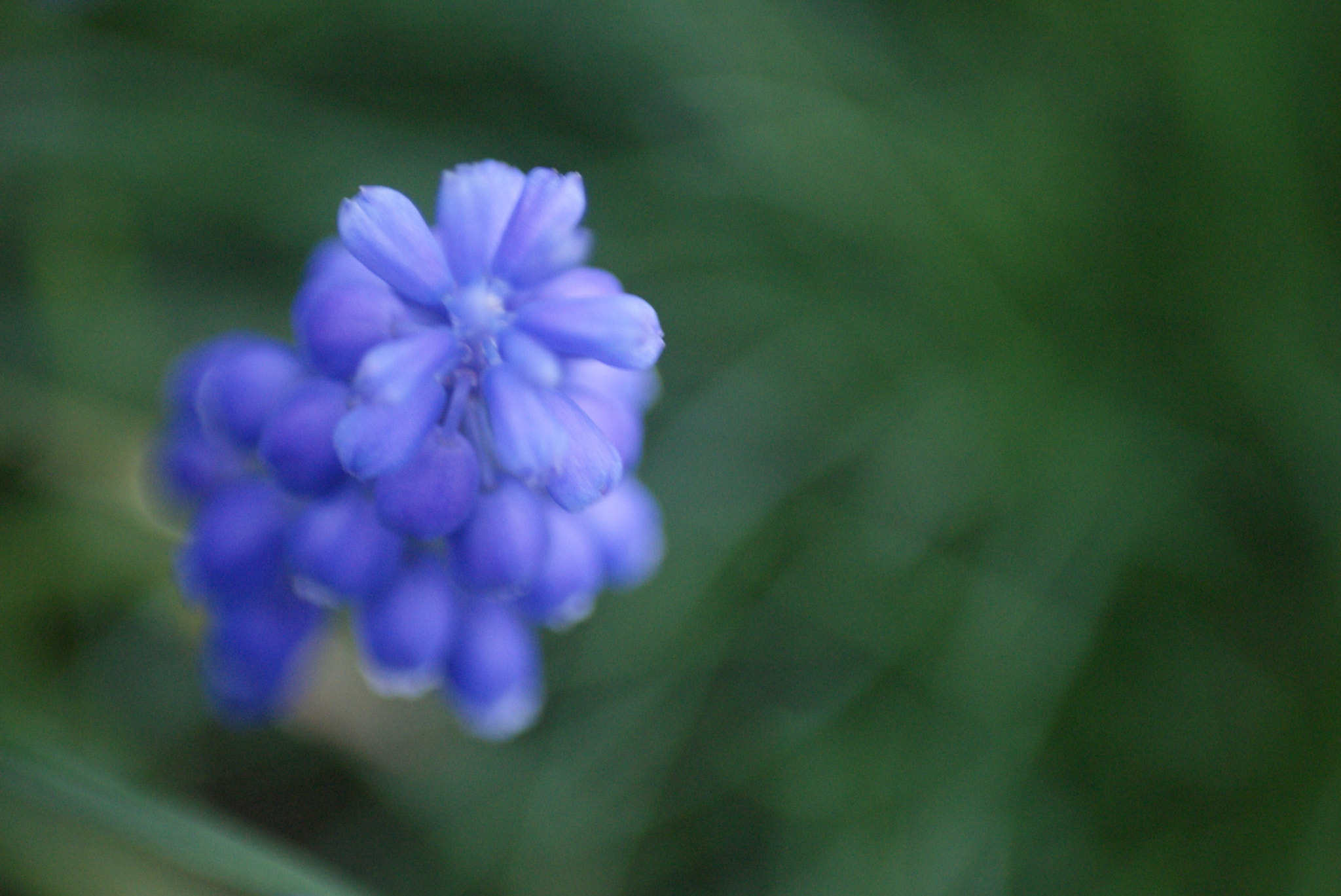 Sony Alpha DSLR-A200 + Tokina EMZ M100 AF 100mm F3.5 sample photo. Dreamy blue photography