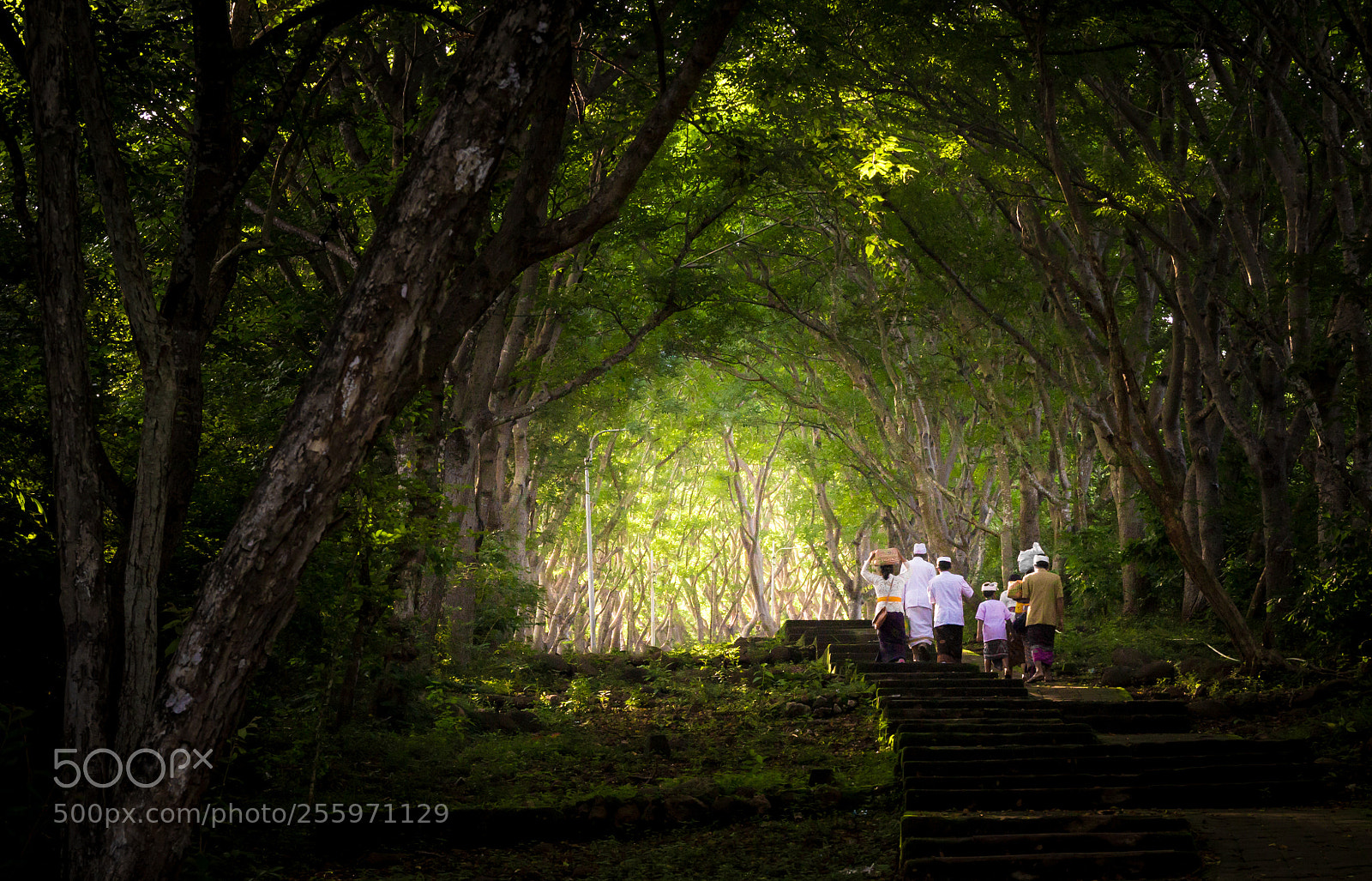 Canon EOS 700D (EOS Rebel T5i / EOS Kiss X7i) sample photo. Grove in west bali photography