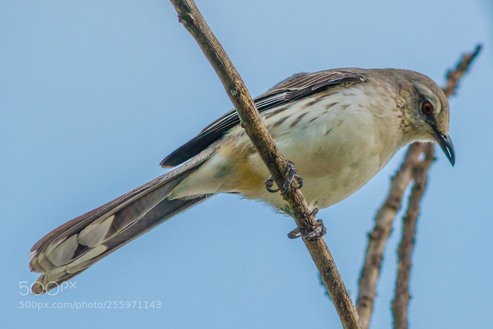 Nikon D5500 sample photo. Rufous fieldwren photography