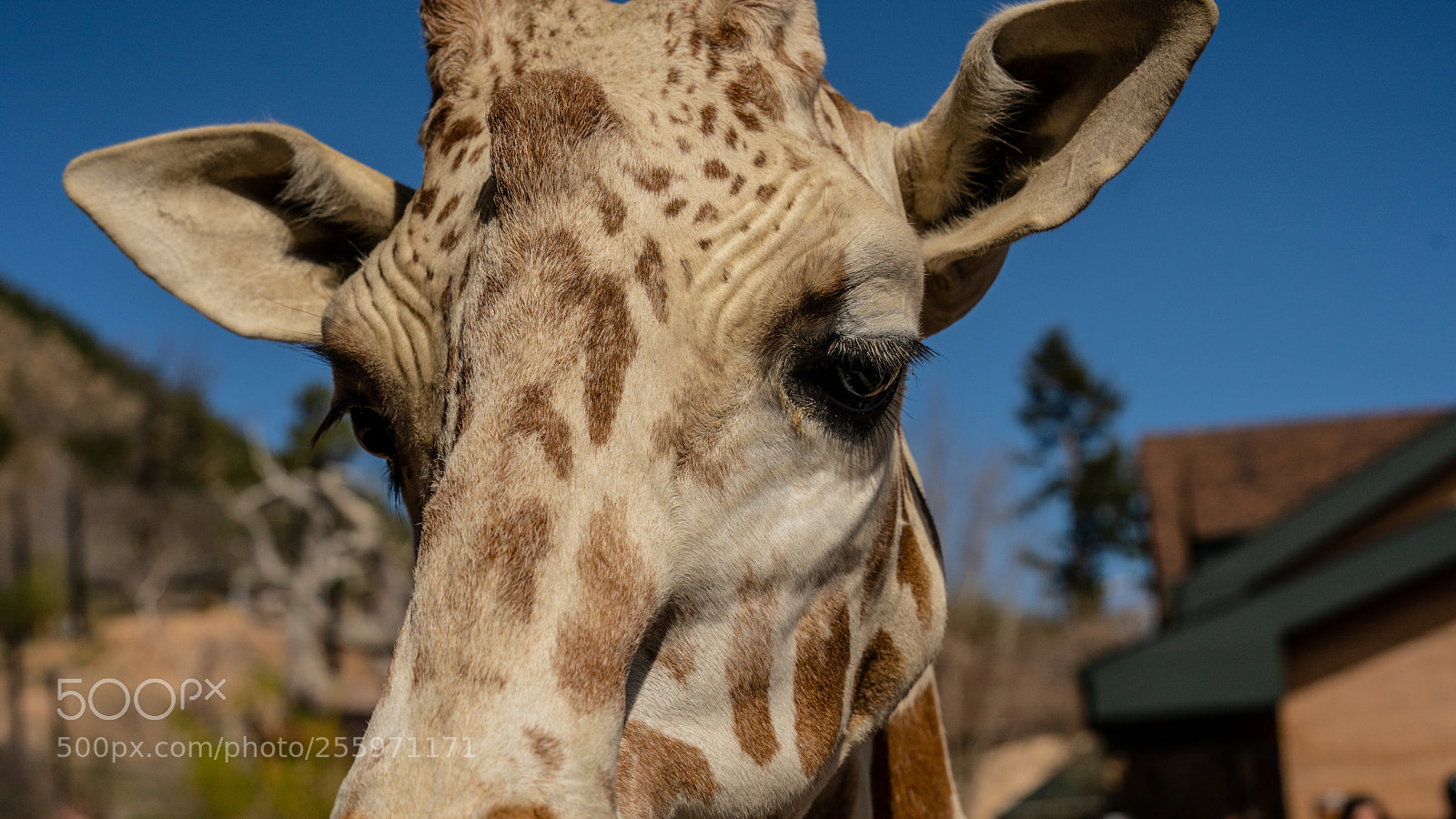 Sony a7 III sample photo. Zoo photography