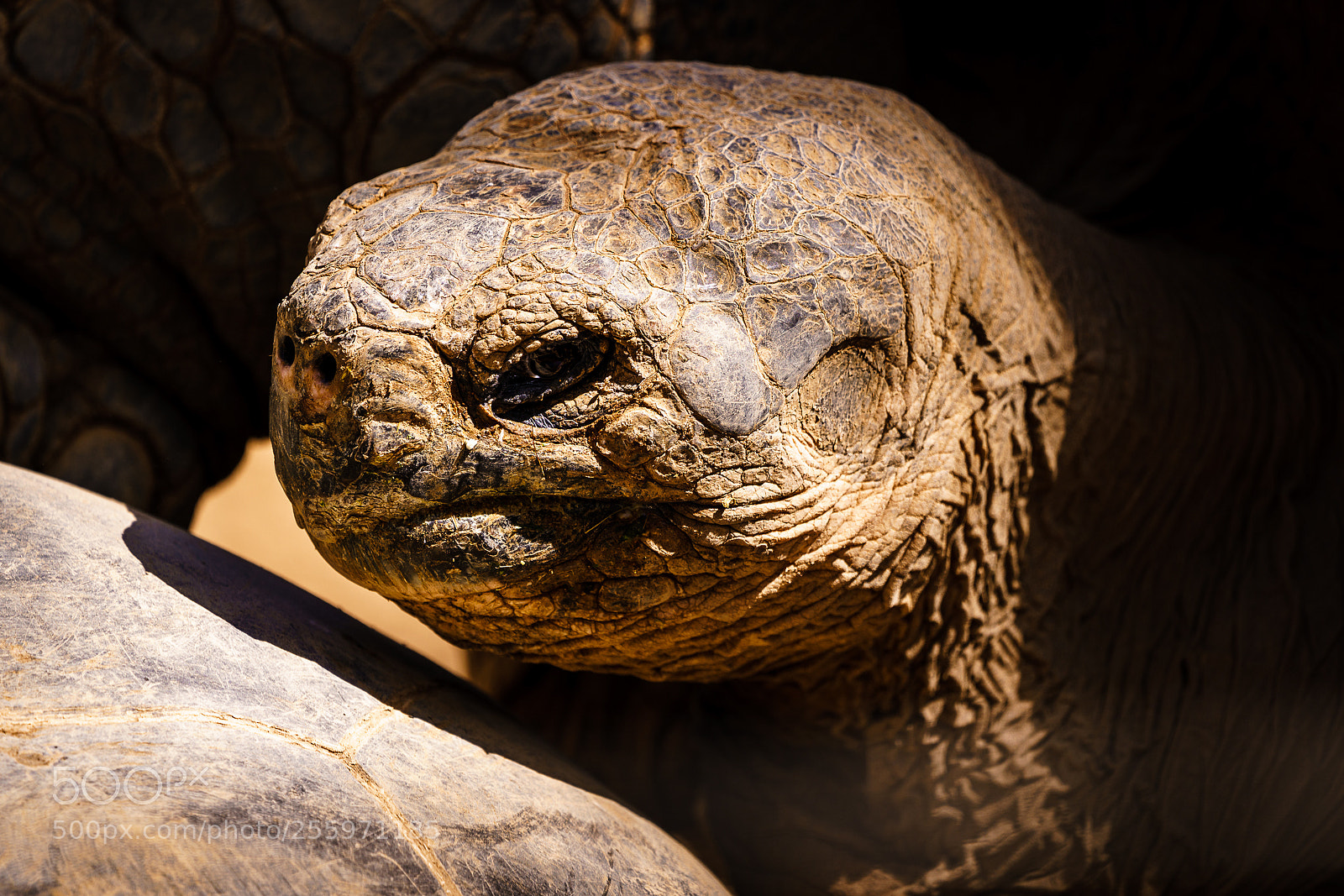 Sony a7R II sample photo. Turtle loro park photography