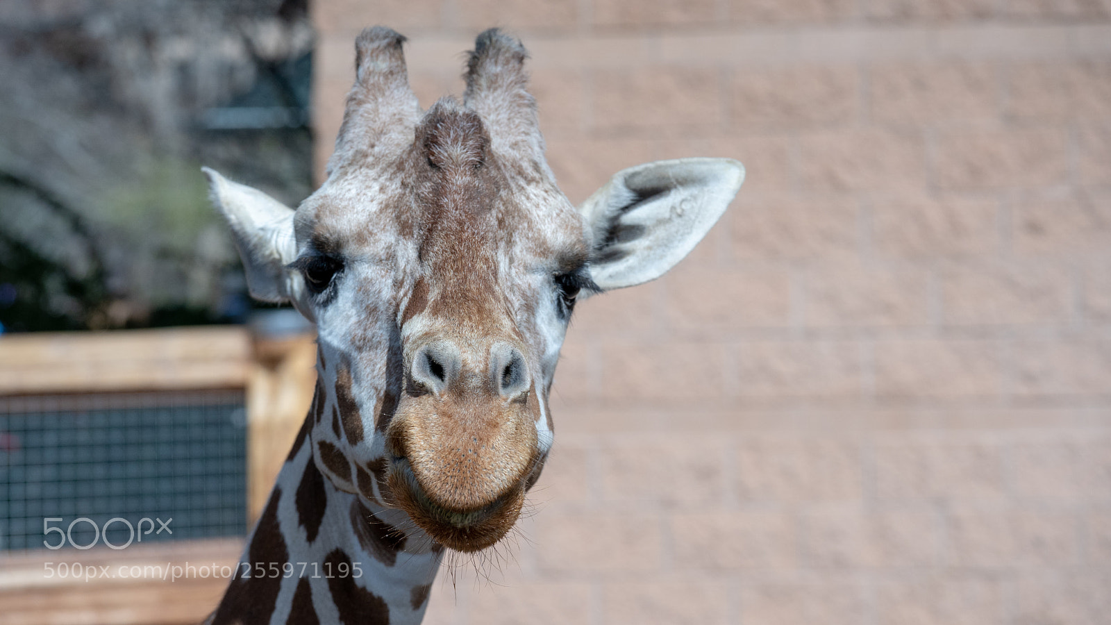 Sony a7 III sample photo. You looking at me? photography