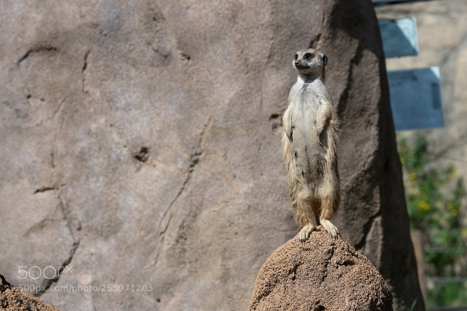Sony a7 III sample photo. Zoo photography