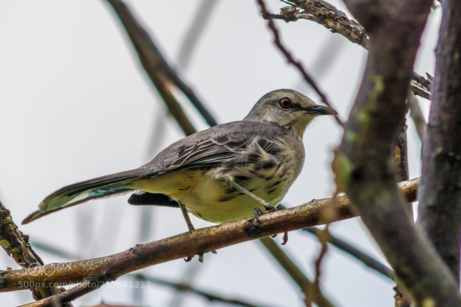 Nikon D5500 sample photo. Rufous fieldwren photography