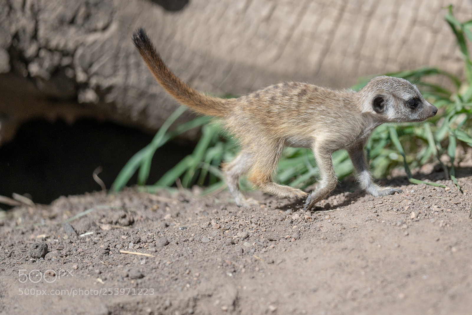 Sony a7 III sample photo. Zoo photography