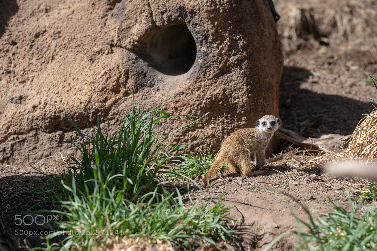 Sony a7 III sample photo. Zoo photography
