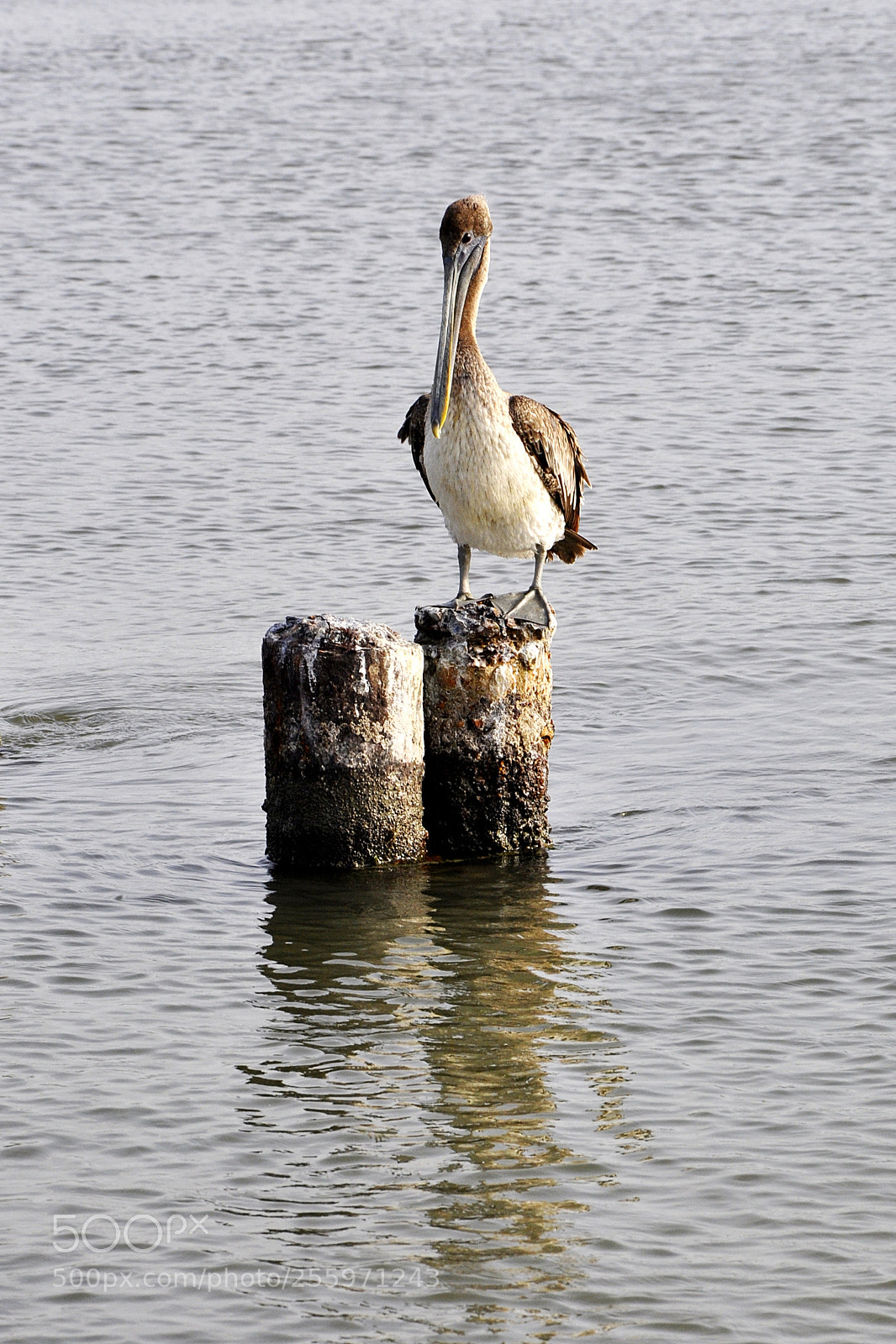 Nikon D90 sample photo. X photography
