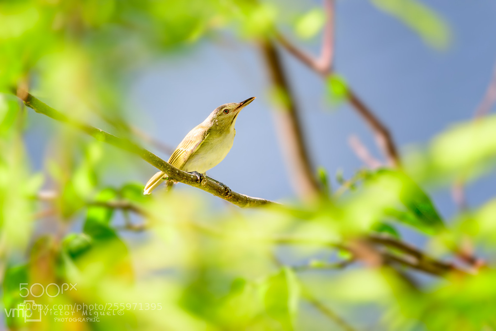 Nikon D800 sample photo. Tree branch photography
