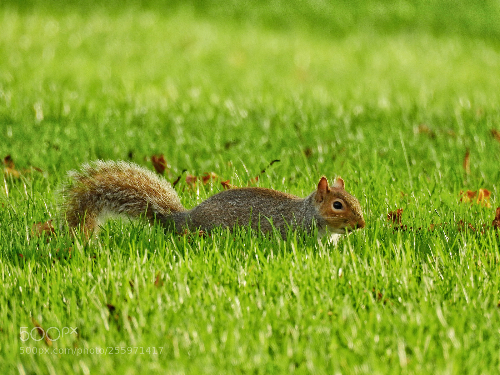 Nikon Coolpix P900 sample photo. Uk squirrel photography