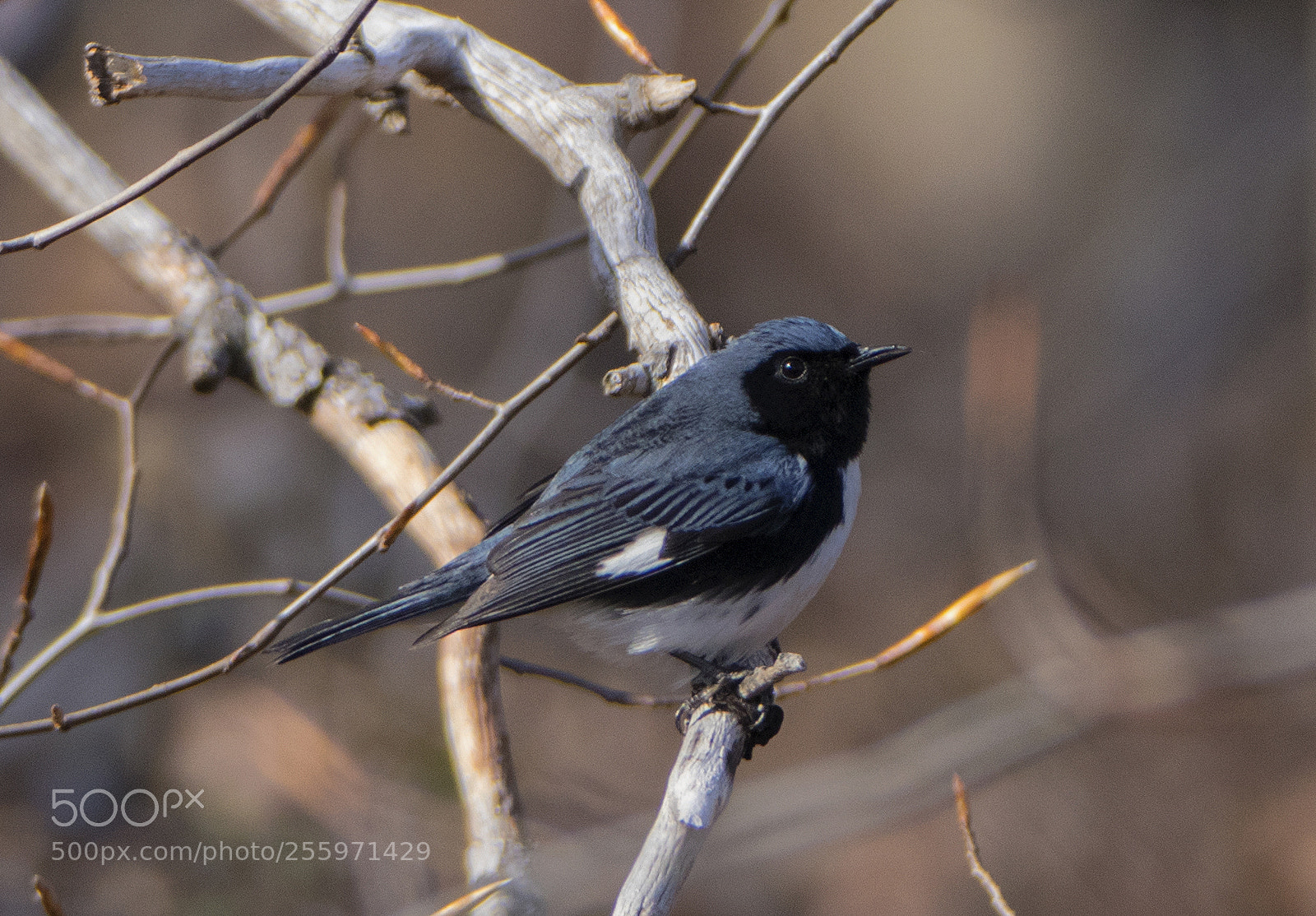 Canon EOS 80D sample photo. Black throated blue warbler photography