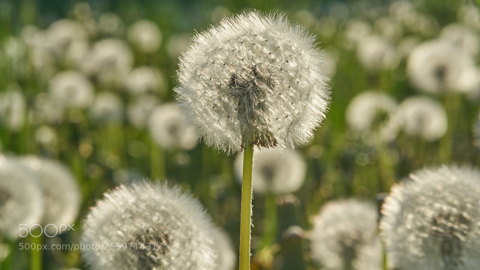 Sony a7R II sample photo. Dandelion photography