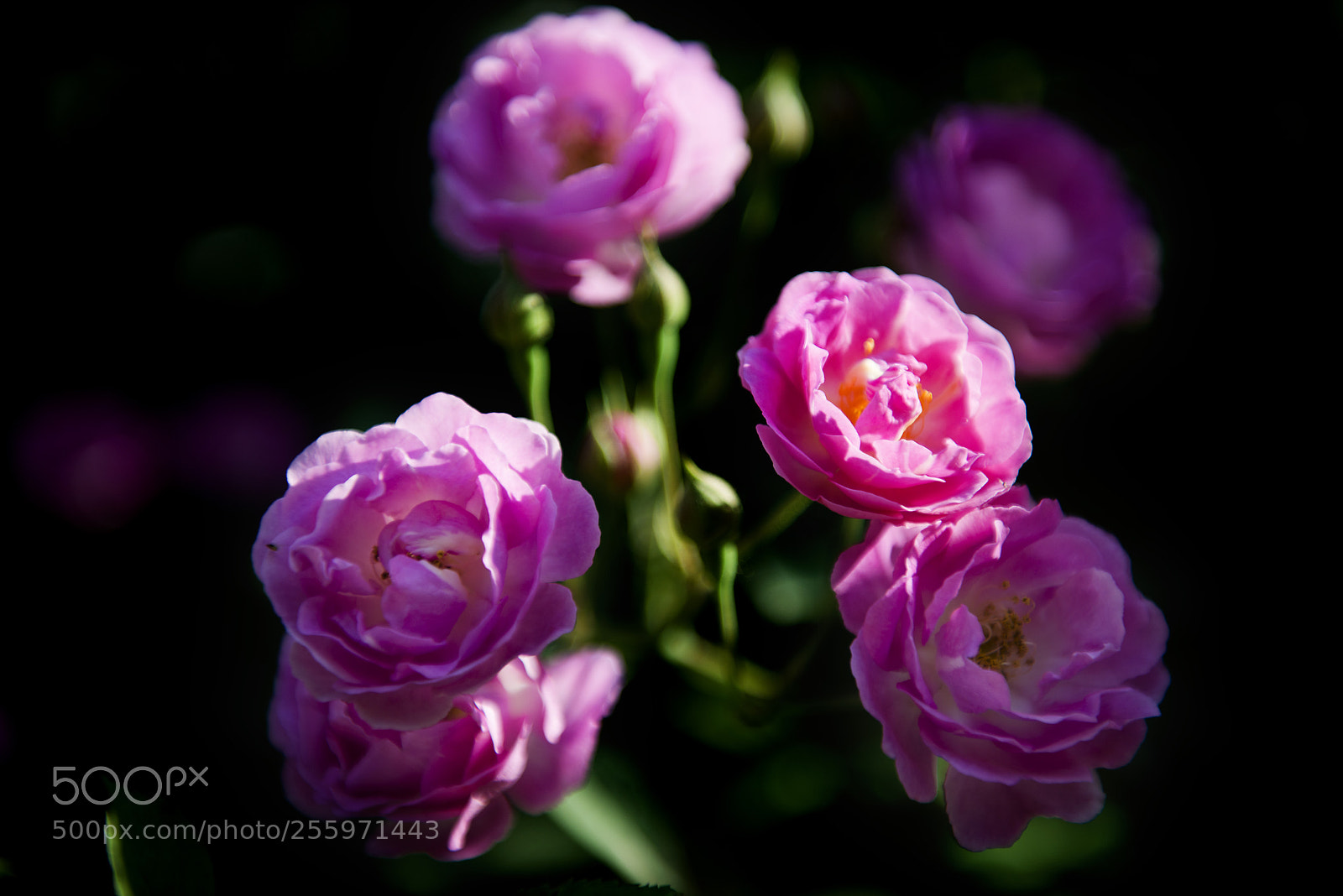 Nikon D800 sample photo. 蔷薇花开 photography