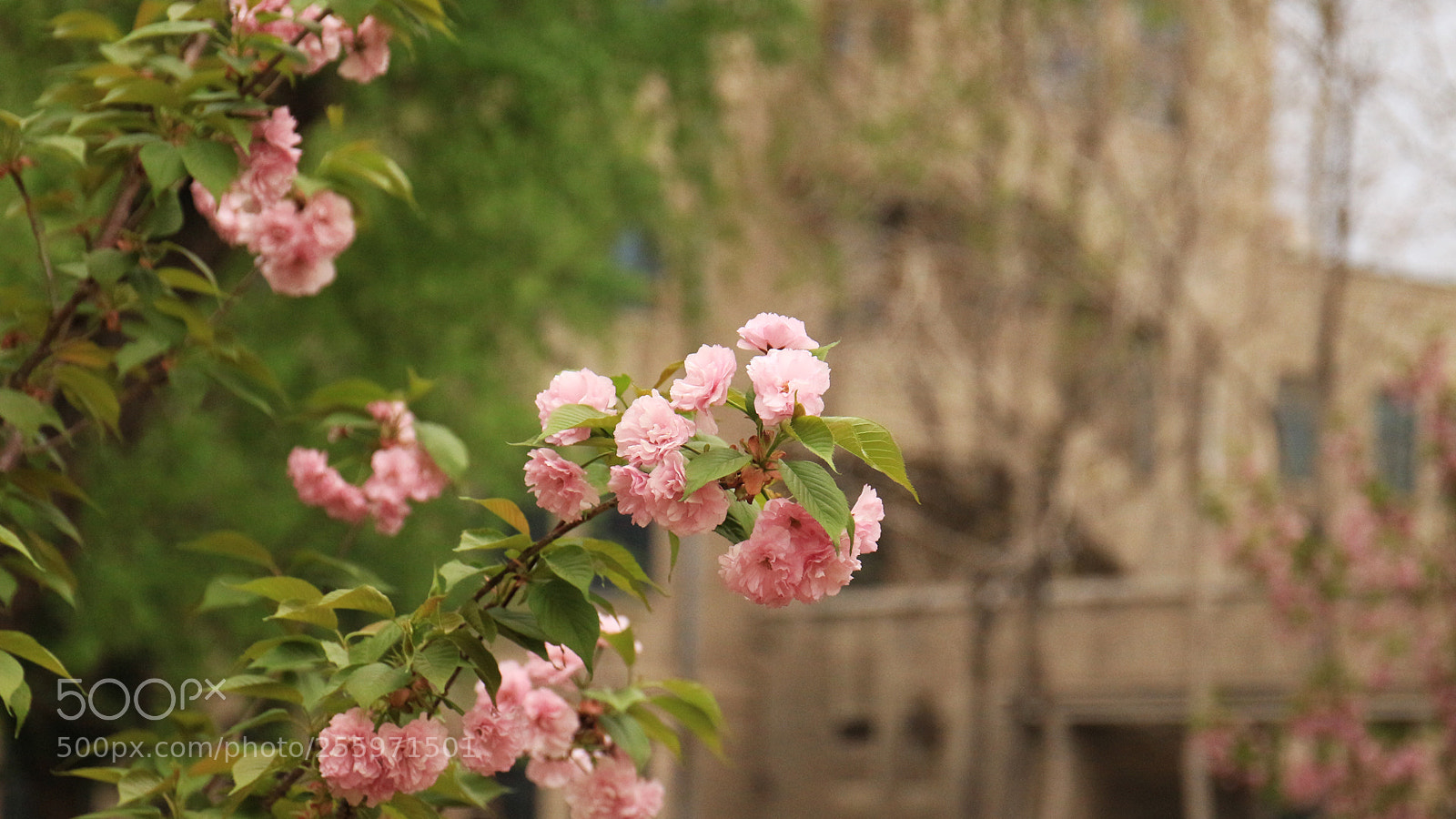 Canon EOS 700D (EOS Rebel T5i / EOS Kiss X7i) sample photo. Untitled photography