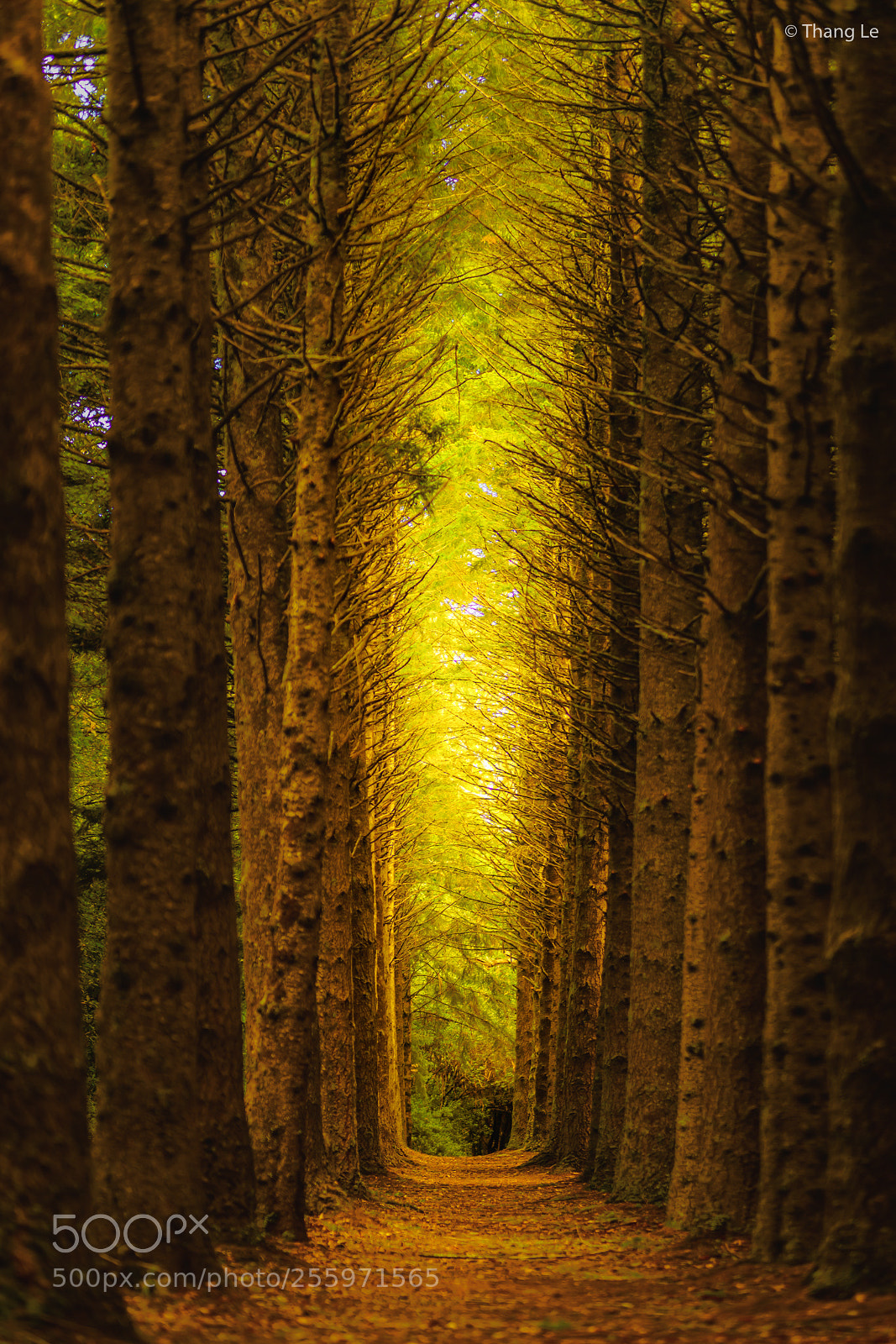 Sony a7R III sample photo. Autumn road photography