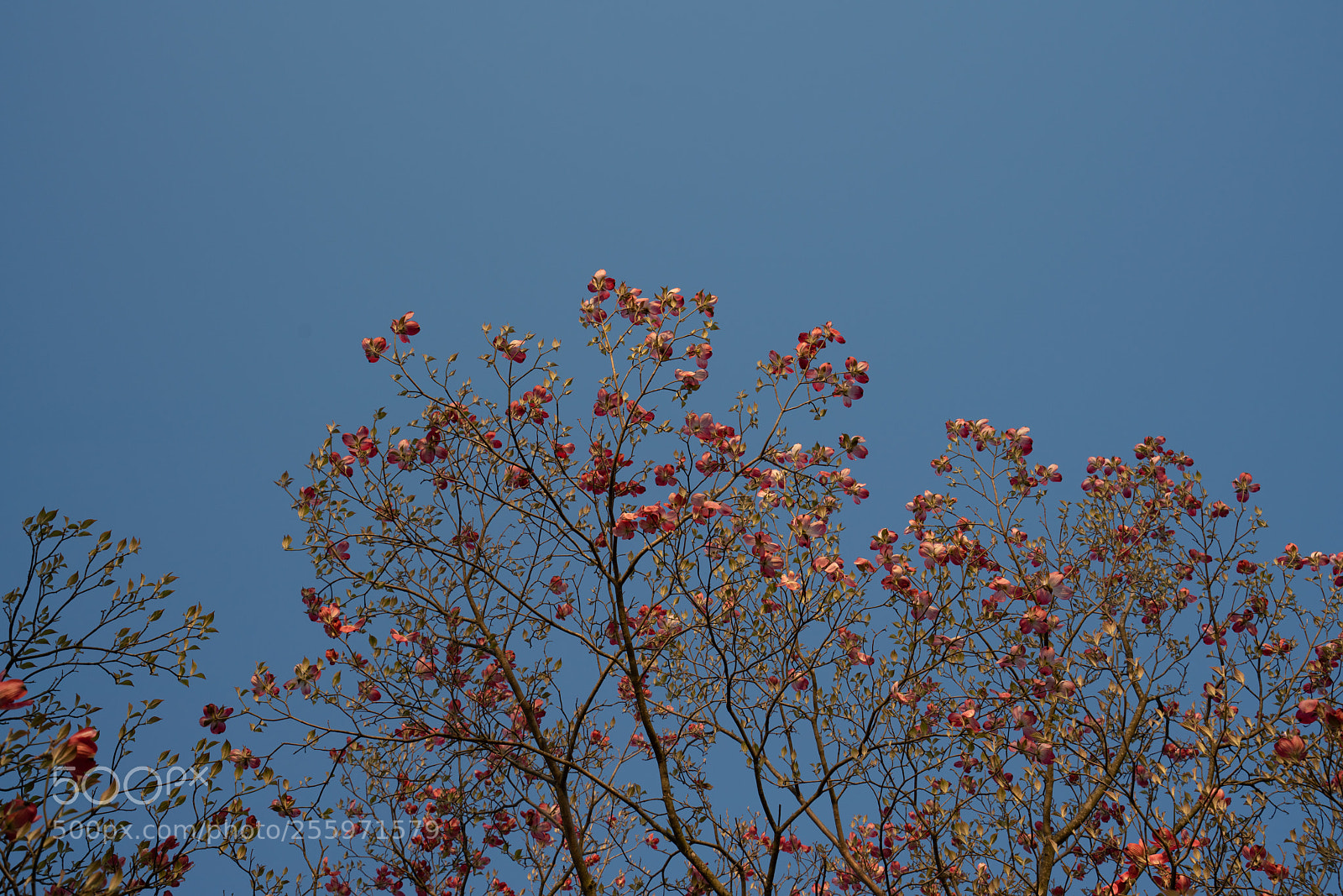 Sony a7R III sample photo. Delightfully pink photography