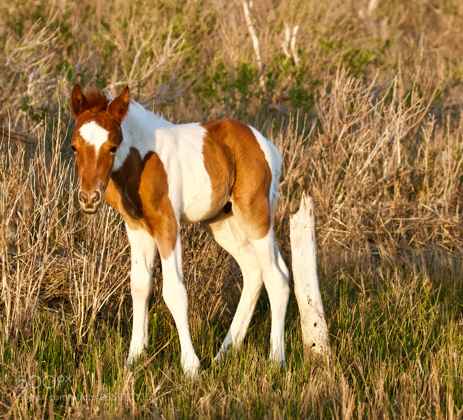Canon EOS 700D (EOS Rebel T5i / EOS Kiss X7i) sample photo. Pony of chincoteague photography