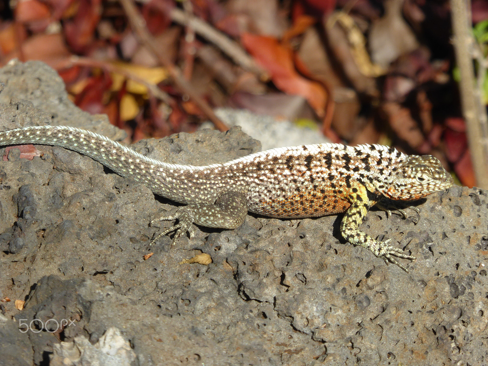 Panasonic Lumix DMC-ZS40 (Lumix DMC-TZ60) sample photo. Lizard photography