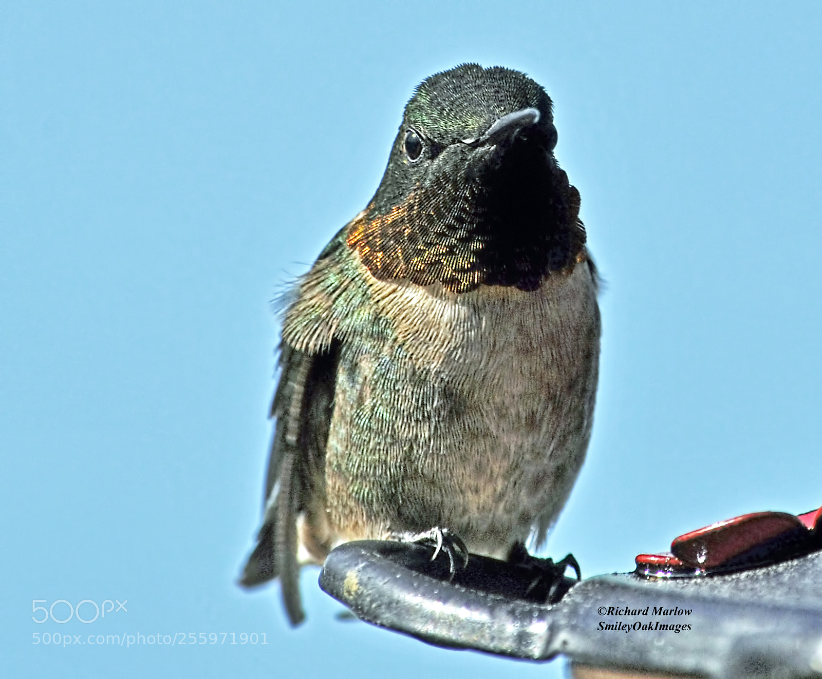 Nikon D5000 sample photo. Hummingbird photography