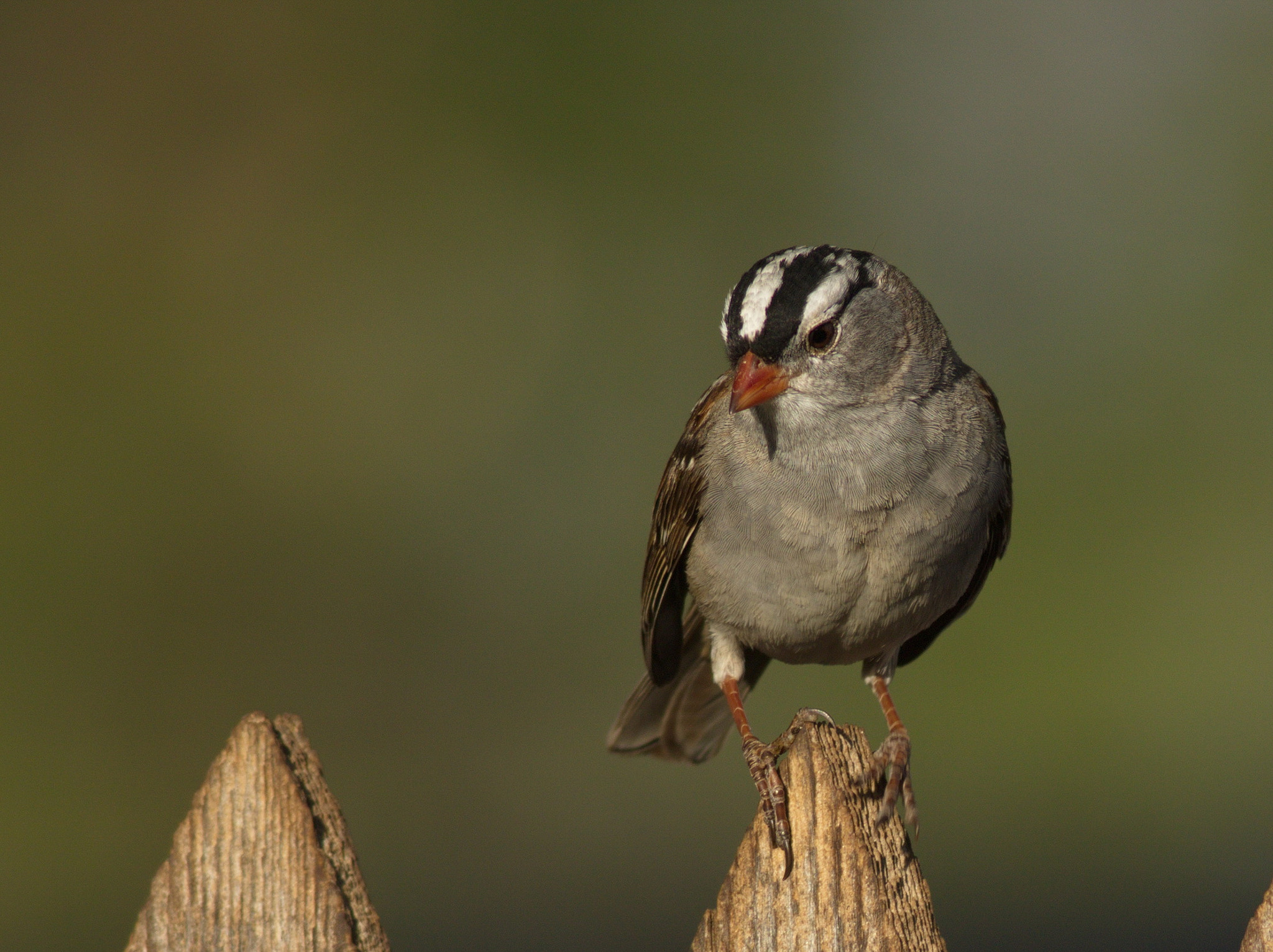 Canon EF 400mm F5.6L USM sample photo. White crown sparrow photography