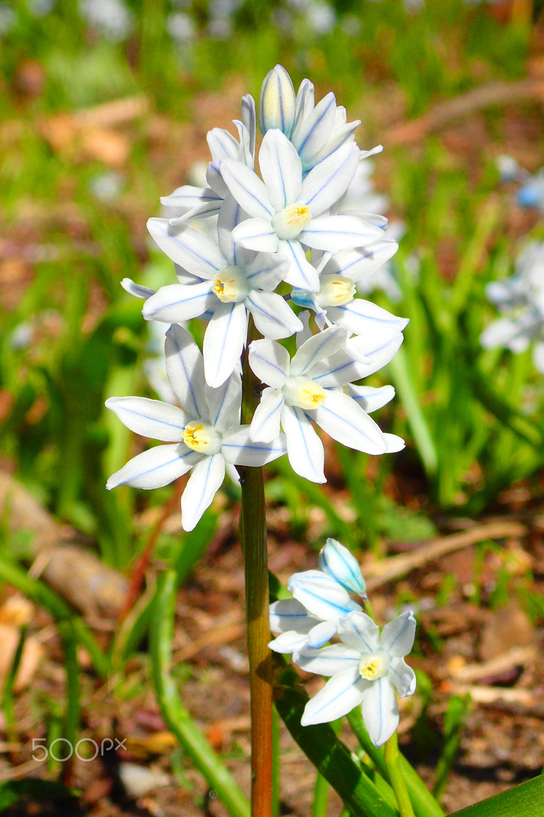 Olympus TG-3 sample photo. Puschkinia scilloides photography