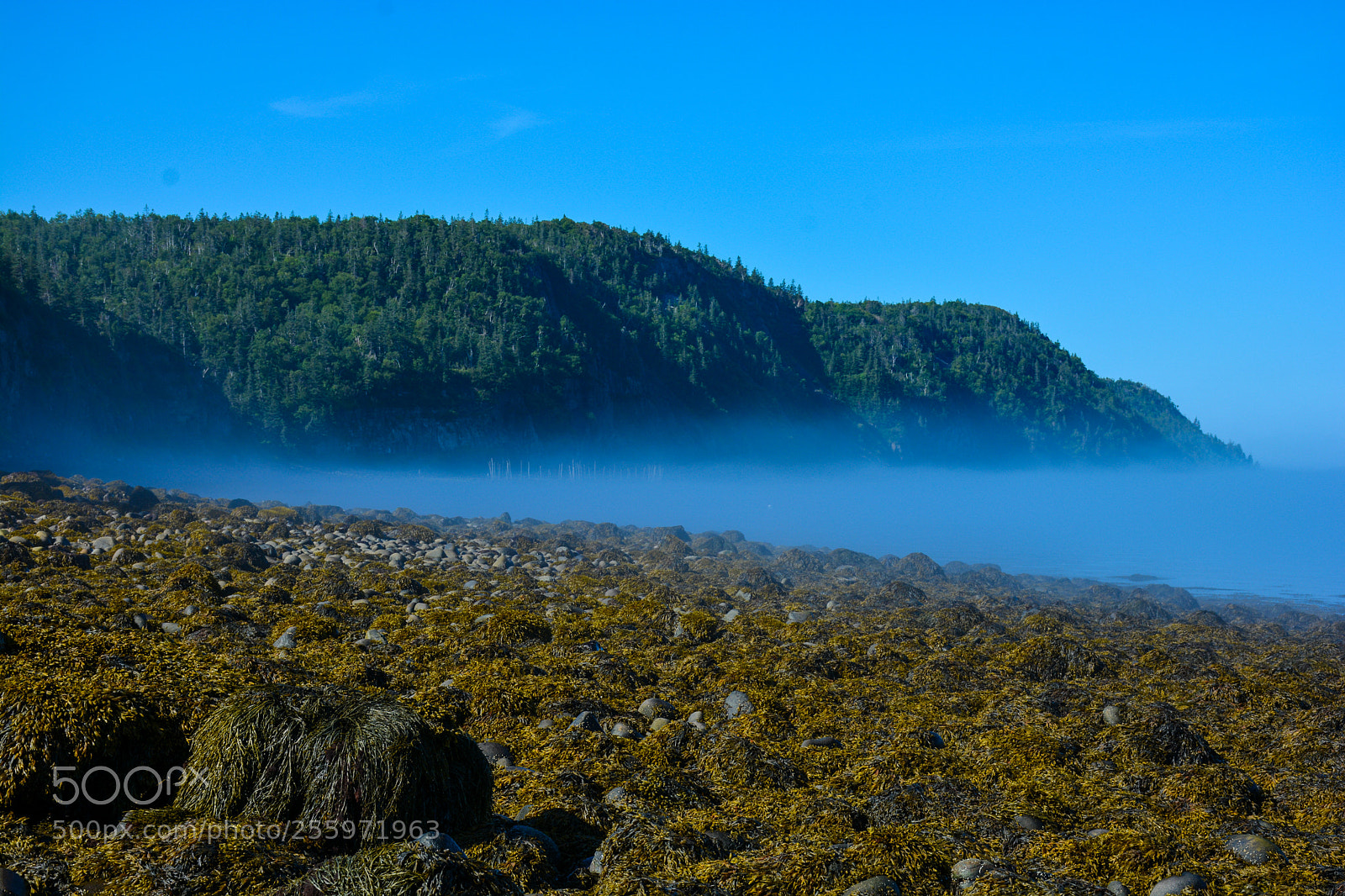 Nikon D7100 sample photo. Morning mist photography