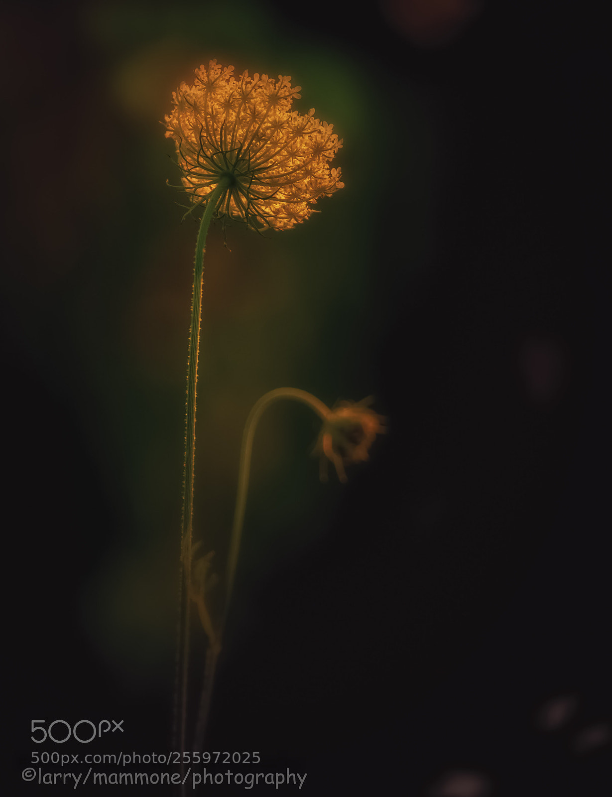 Canon EOS 6D sample photo. Hold my hand photography