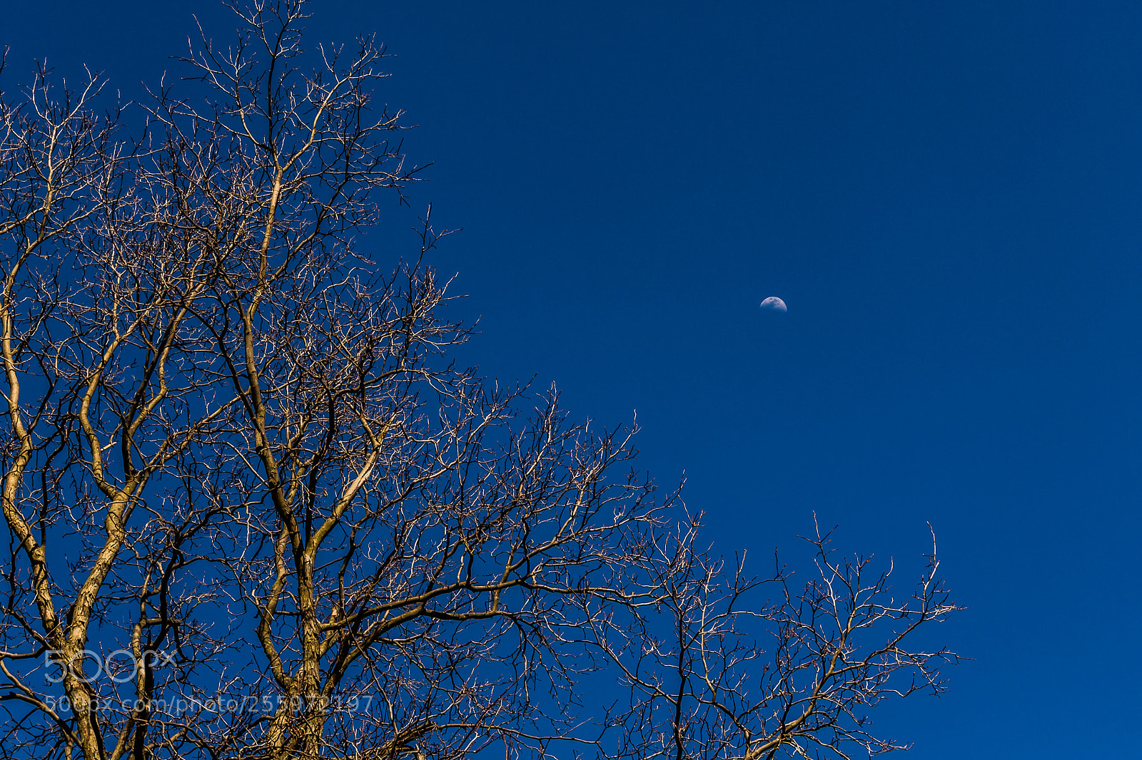 Canon EOS 1300D (EOS Rebel T6 / EOS Kiss X80) sample photo. Crescent moon rising photography