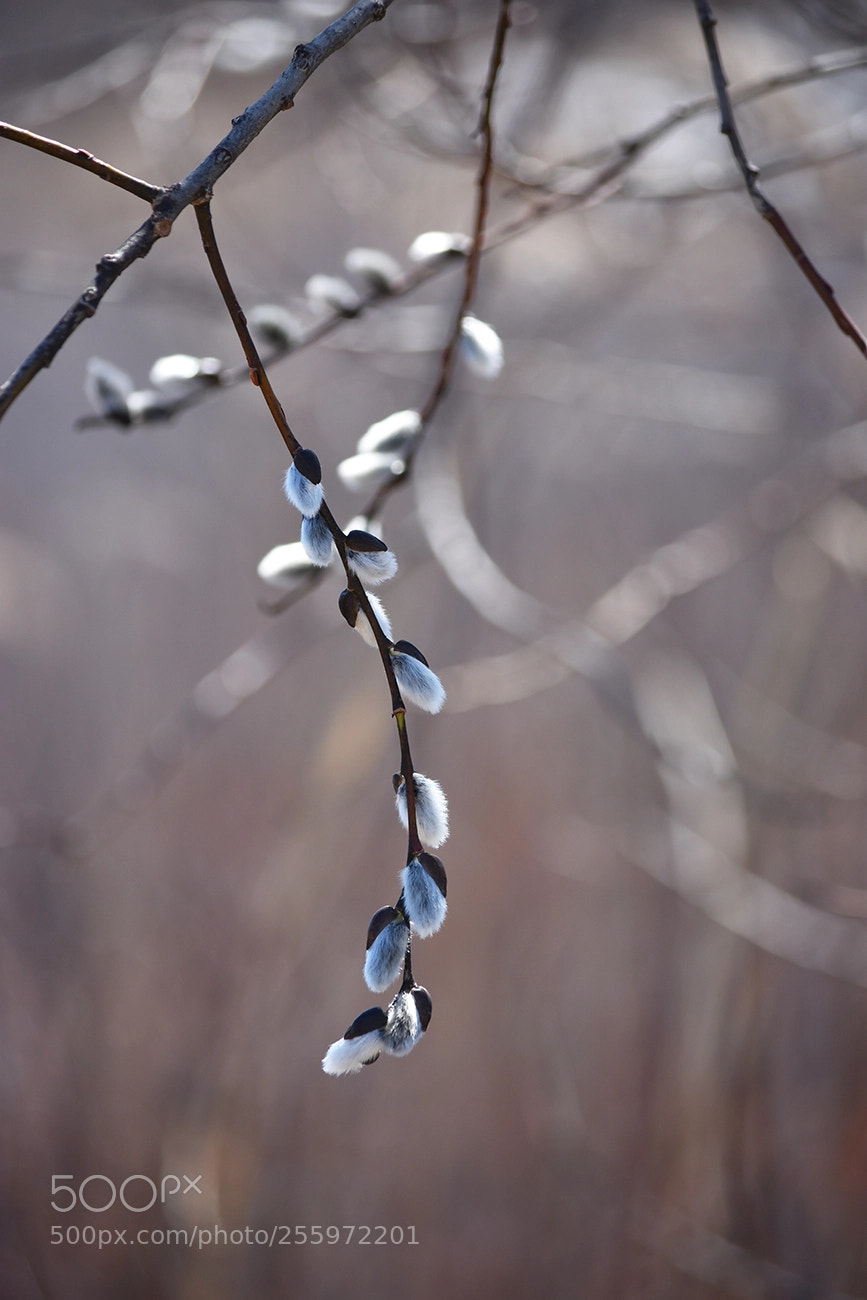 Nikon D3400 sample photo. Sign of spring photography