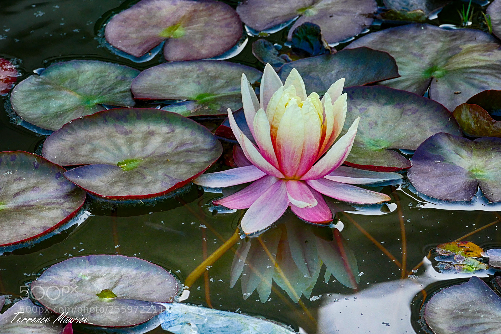 Panasonic Lumix DMC-FZ1000 sample photo. Lotus flower photography